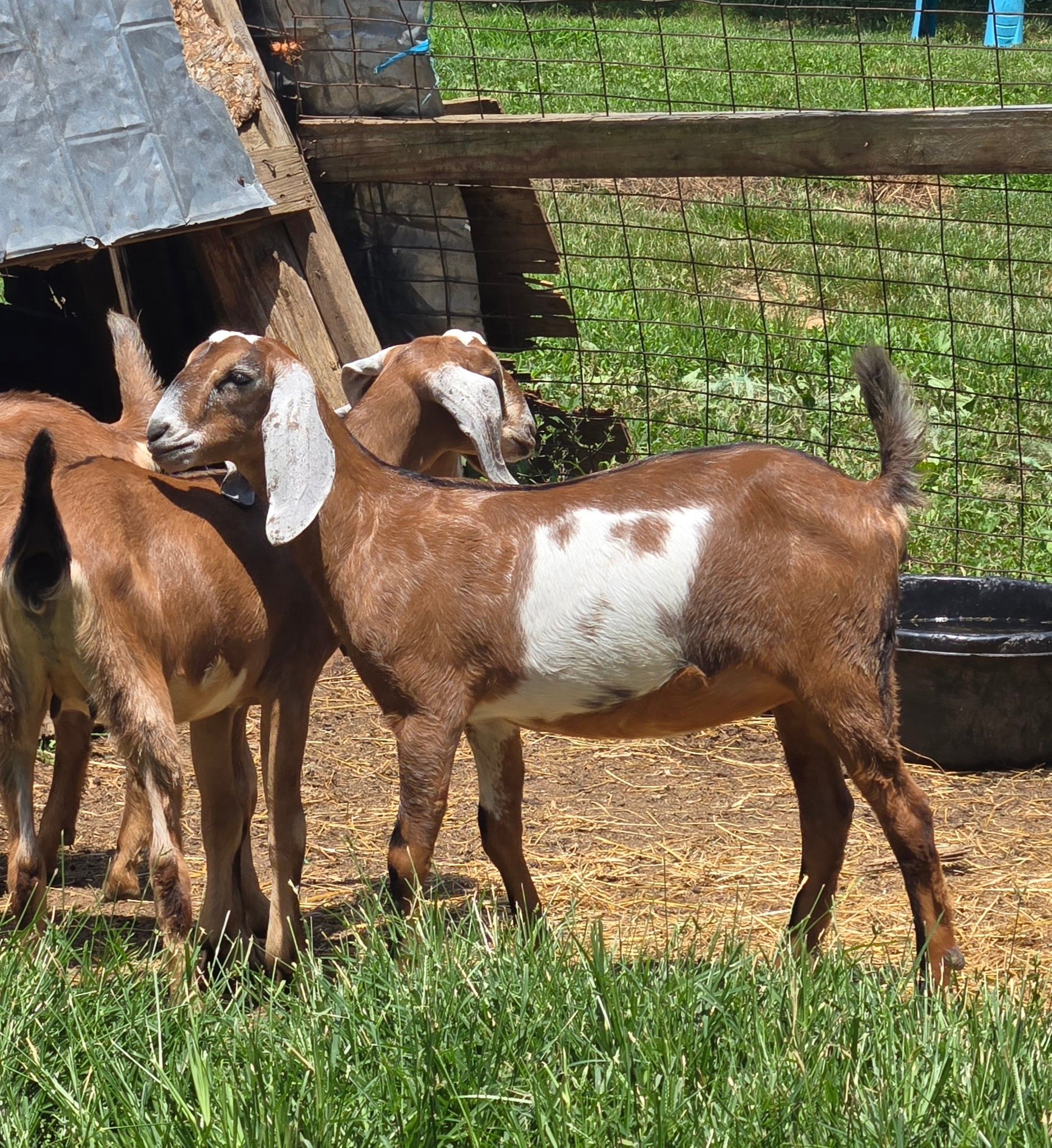 Cedar Gait Farm