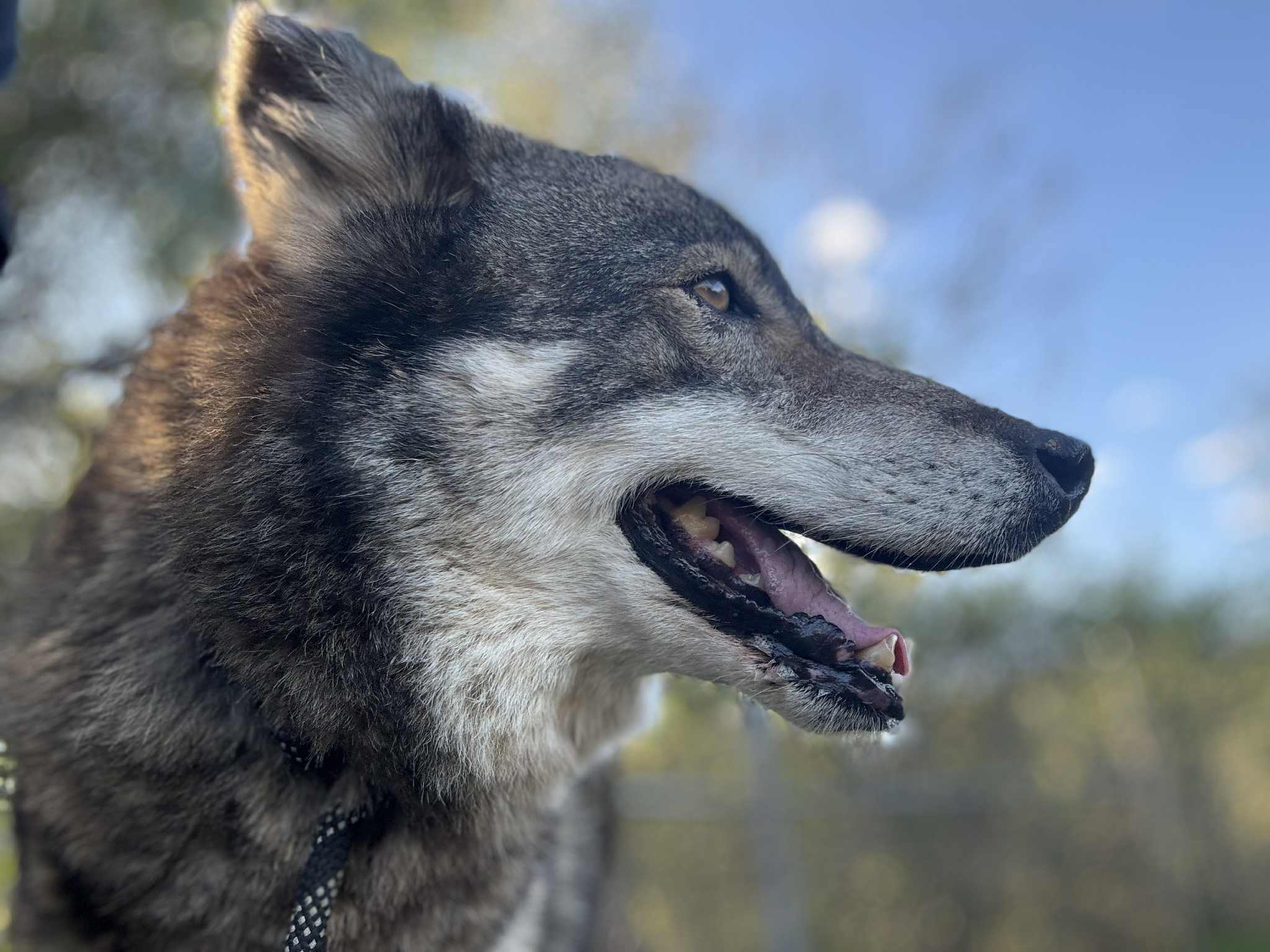 Southern Ohio Wolf Sanctuary, Inc. | Facebook