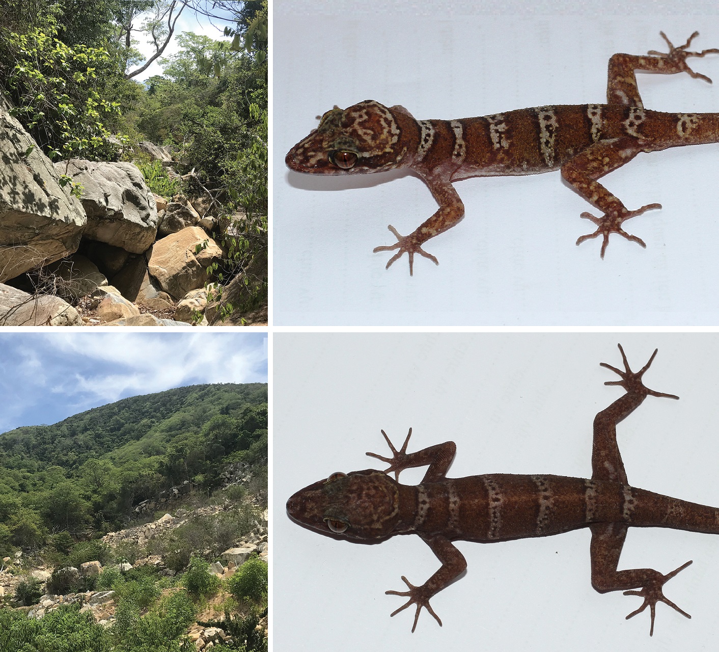 Novataxa - 🔓 🦎 #novataxa #reptile #Vietnam #Biodiversity • 2025 :: # ...