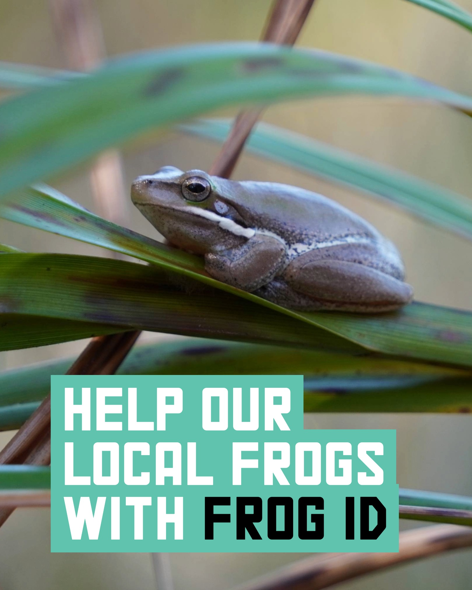 🐸 Australia’s frogs need... - City of Canterbury Bankstown | Facebook