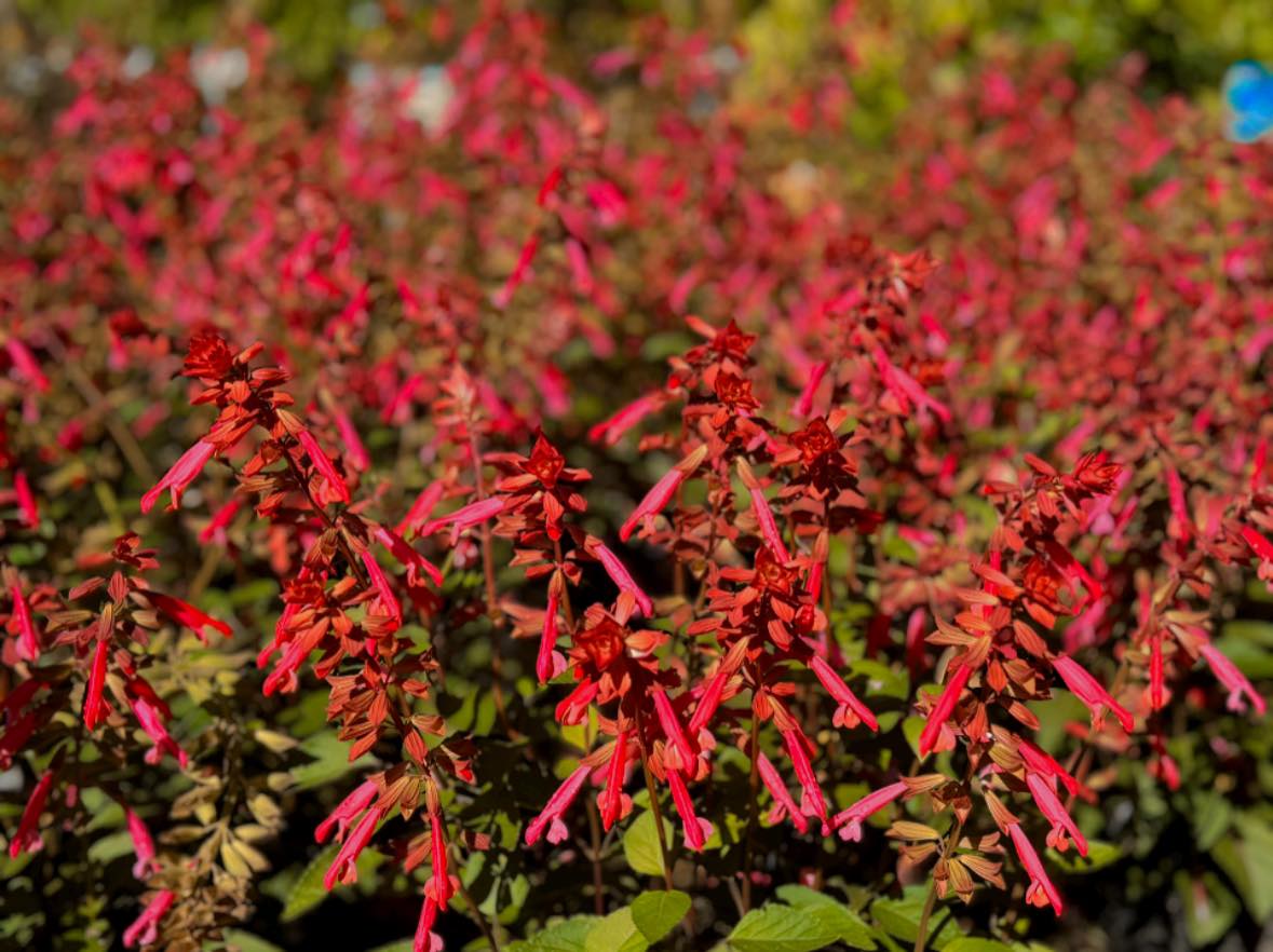 Garden - Salvia Skyscraper™ Series Long lasting blooms from late spring ...