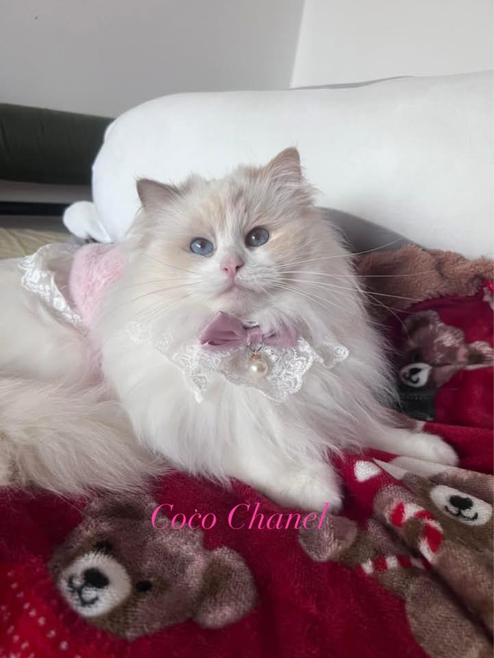 IT* - Buona domenica 💖😍 a testa in giù 😊🐈🌹🌼 | Facebook