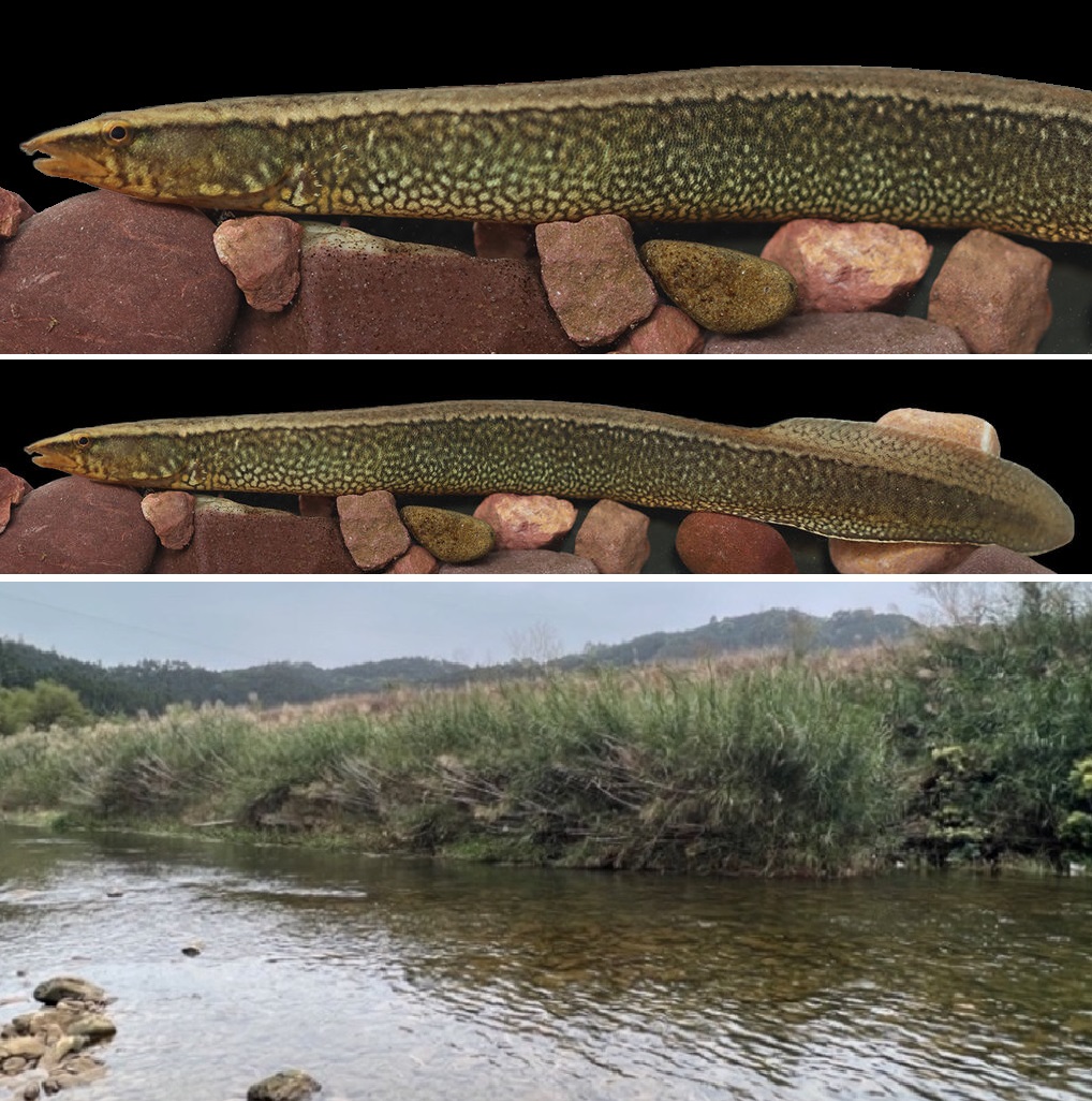 Sinobdella longitubulus* • A New Species of Spiny Eel (Pisces
