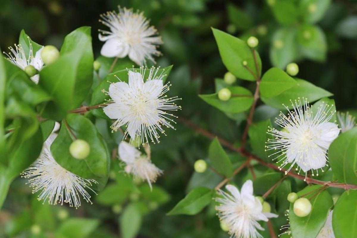 Muru - Aniseed Myrtle, our plant of the week 🌿 Traditionally used to ...