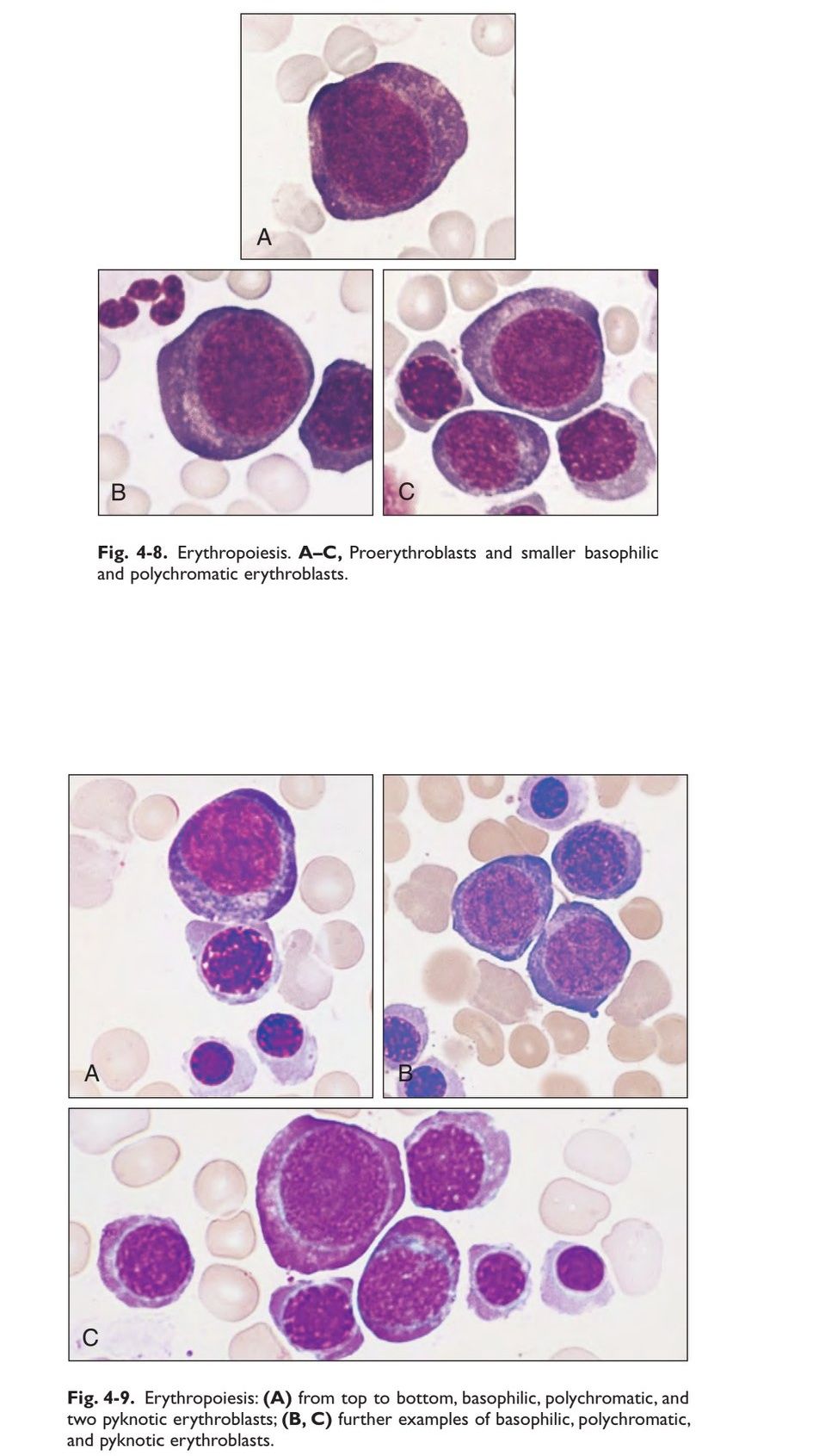 Medical Laboratory Scientist - MLS - Stages of Erythropoiesis | Facebook