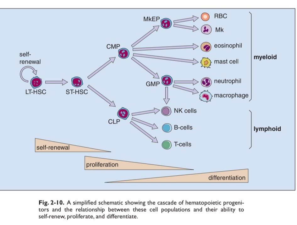 Medical Laboratory Scientist - MLS - Flow Chart of Hematopoietic ...