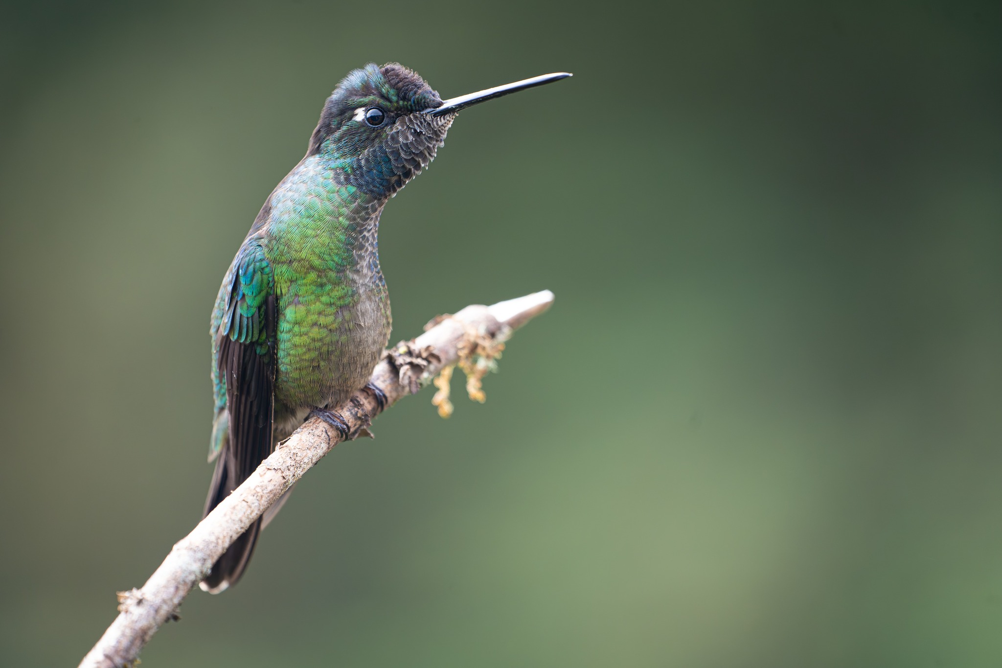 Charlie’s - Humming Bird | Facebook