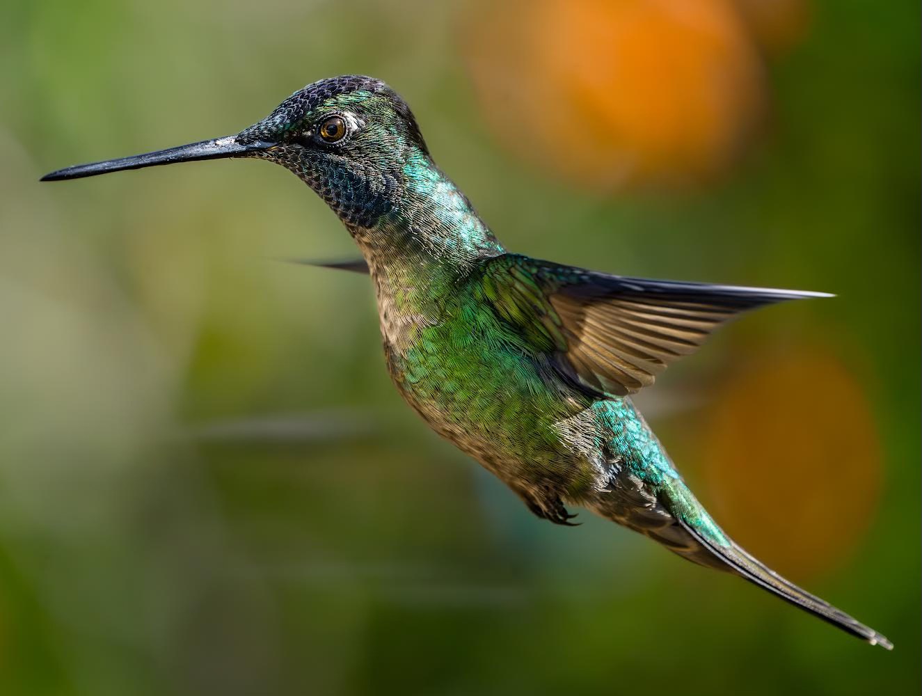 Charlie’s - Humming Bird | Facebook