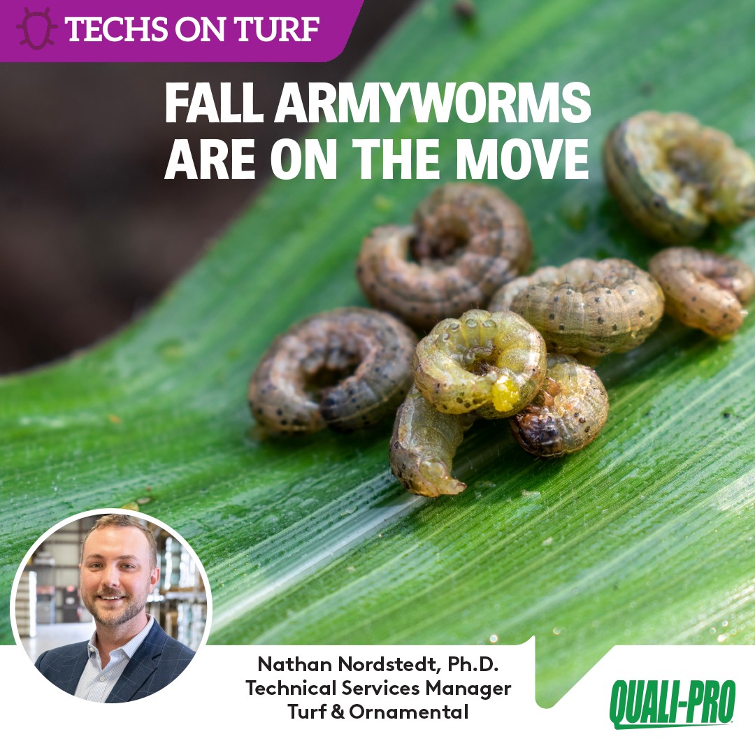 Quali-Pro - 🪱 Fall armyworms are on the move! These turf pests can ...