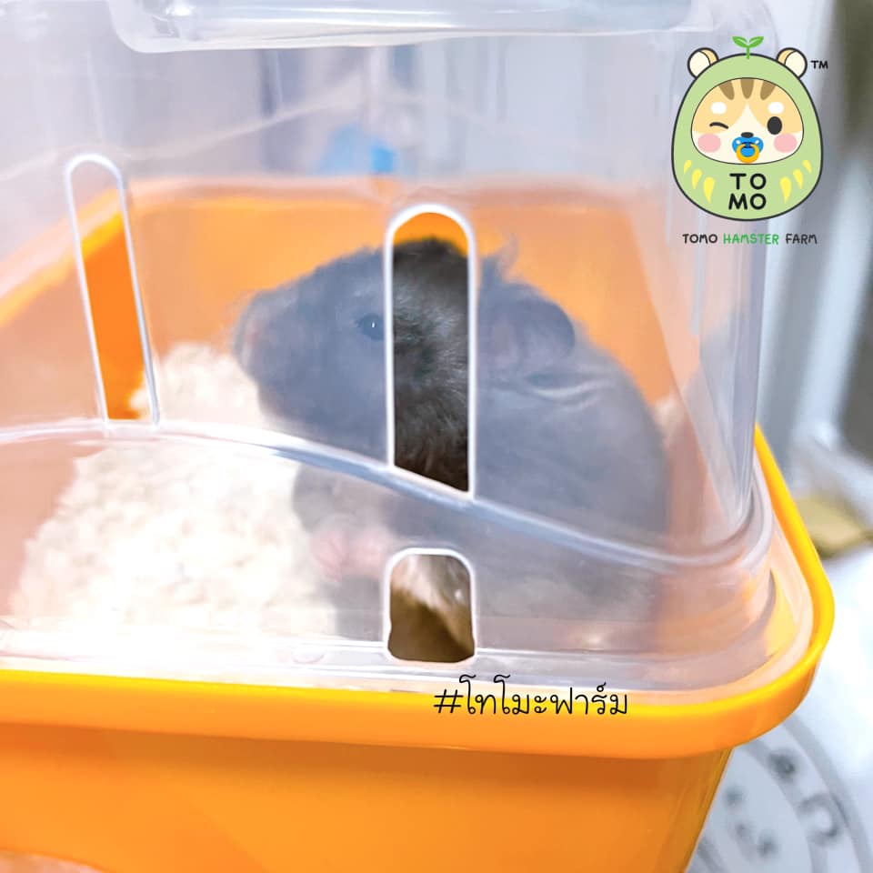 หลานชายย้ายบ้าน 💙 น้อง โชยุ... - TOMO Hamster Farm โทโมะฟาร์ม
