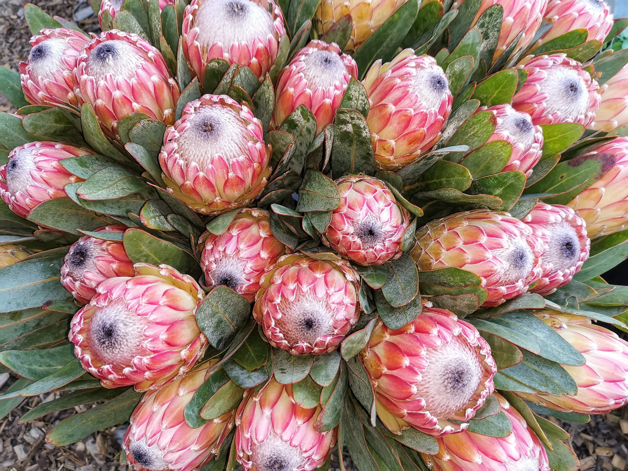 Proteus Nursery - What joy it is to have new varieties...