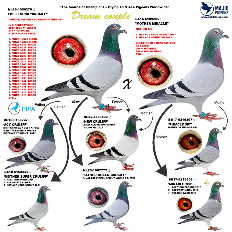 Rehome #22 Bird of Mark Franco Starting Point : 4 Points Step