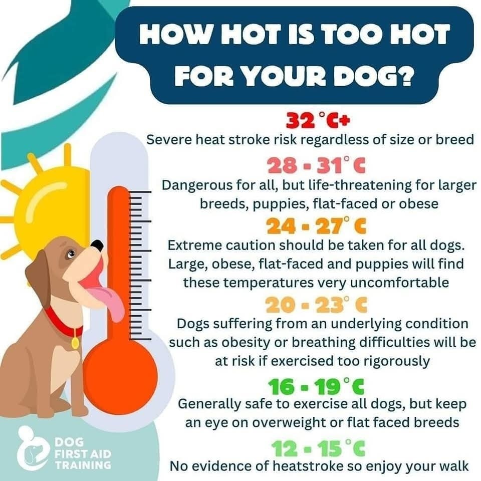 Photo inspiration: Canine Heat Tolerance And Fitness Levels Reference: 8 Below Heatstroke Kills Dogs Every Single Year Vets Treat