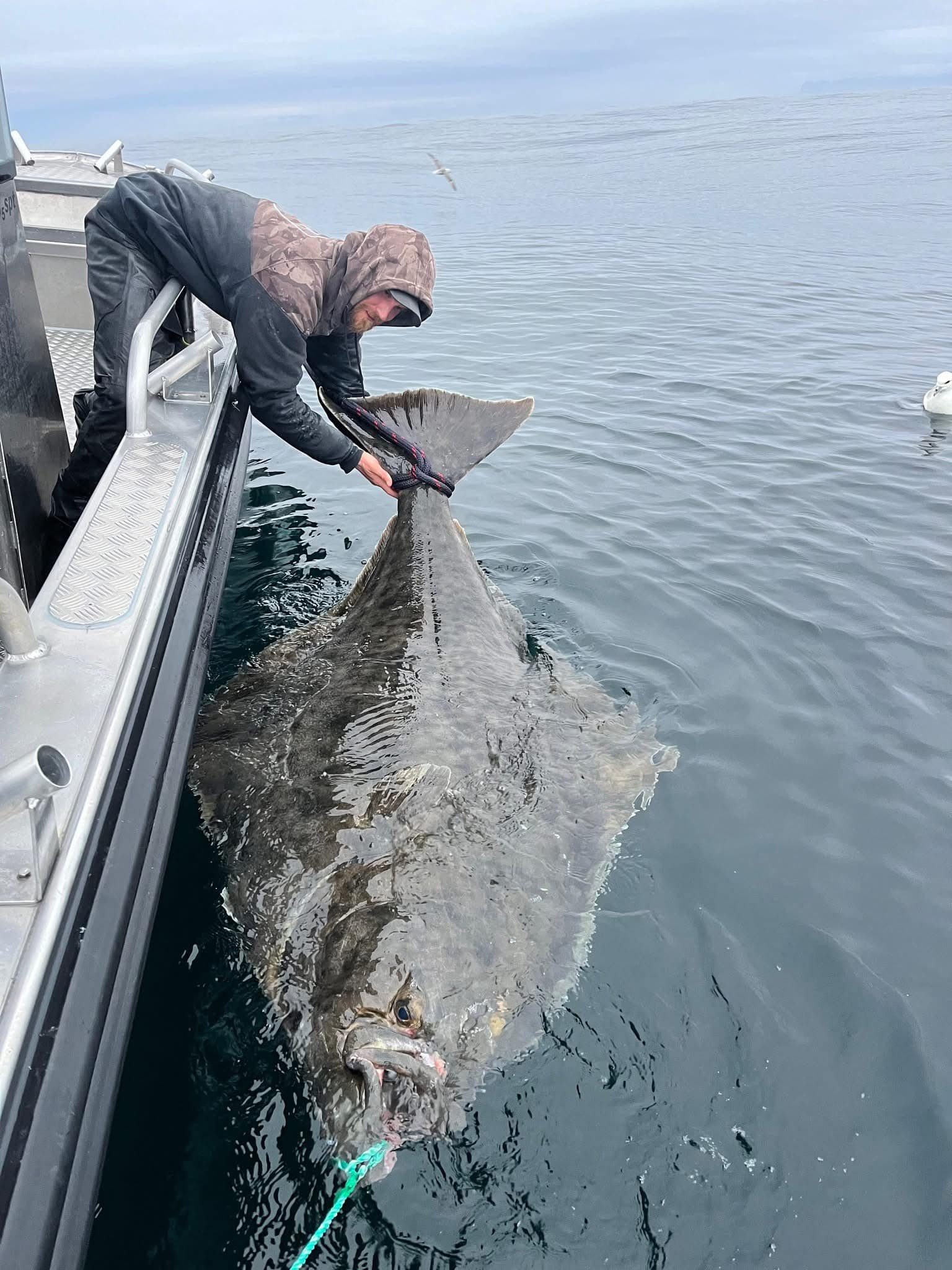 Norway: - A triumphant angler hauls in a colossal halibut from Norway's ...