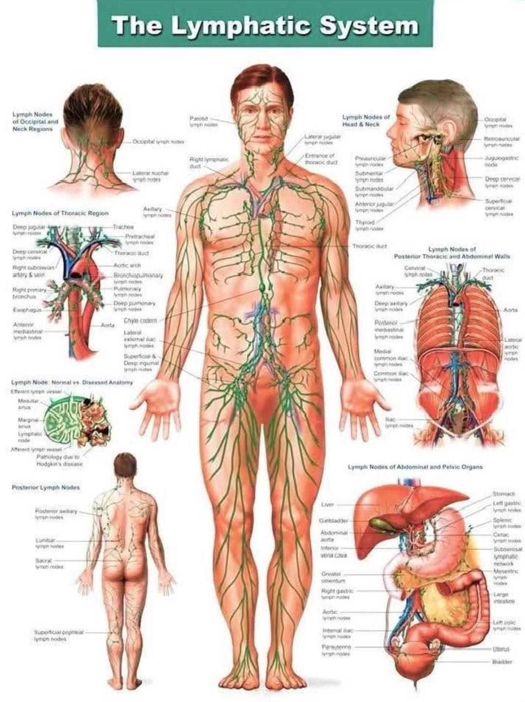 Vibrant - Your Lymphatic System: The Unsung Hero of Your Health Did you ...