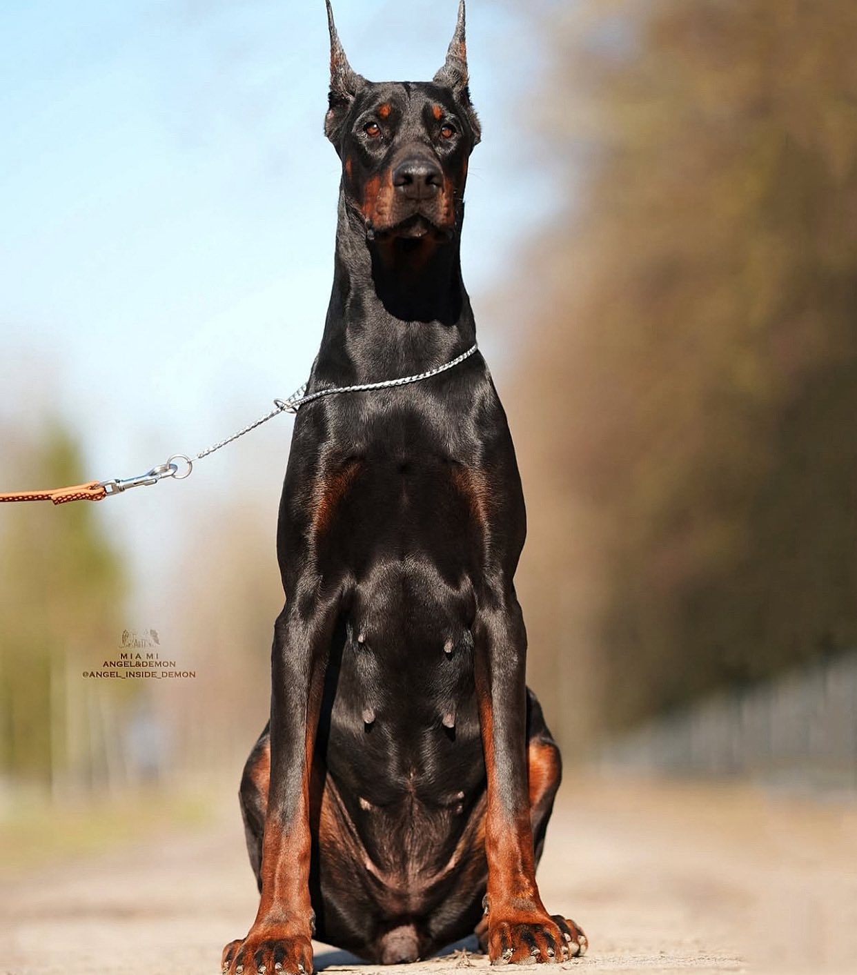 Cucciolo di Dobermann ora pronto