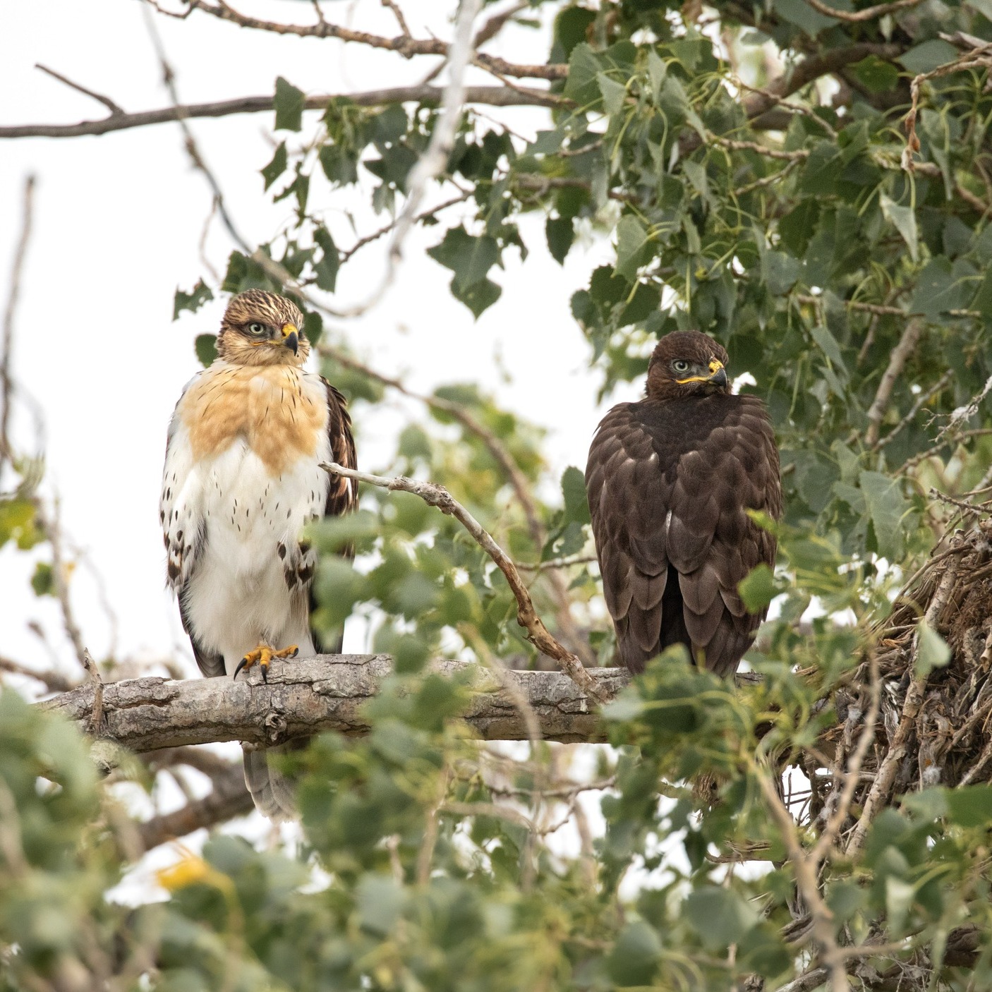 HawkWatch - You’re always asking us to identify raptor photos, but what ...