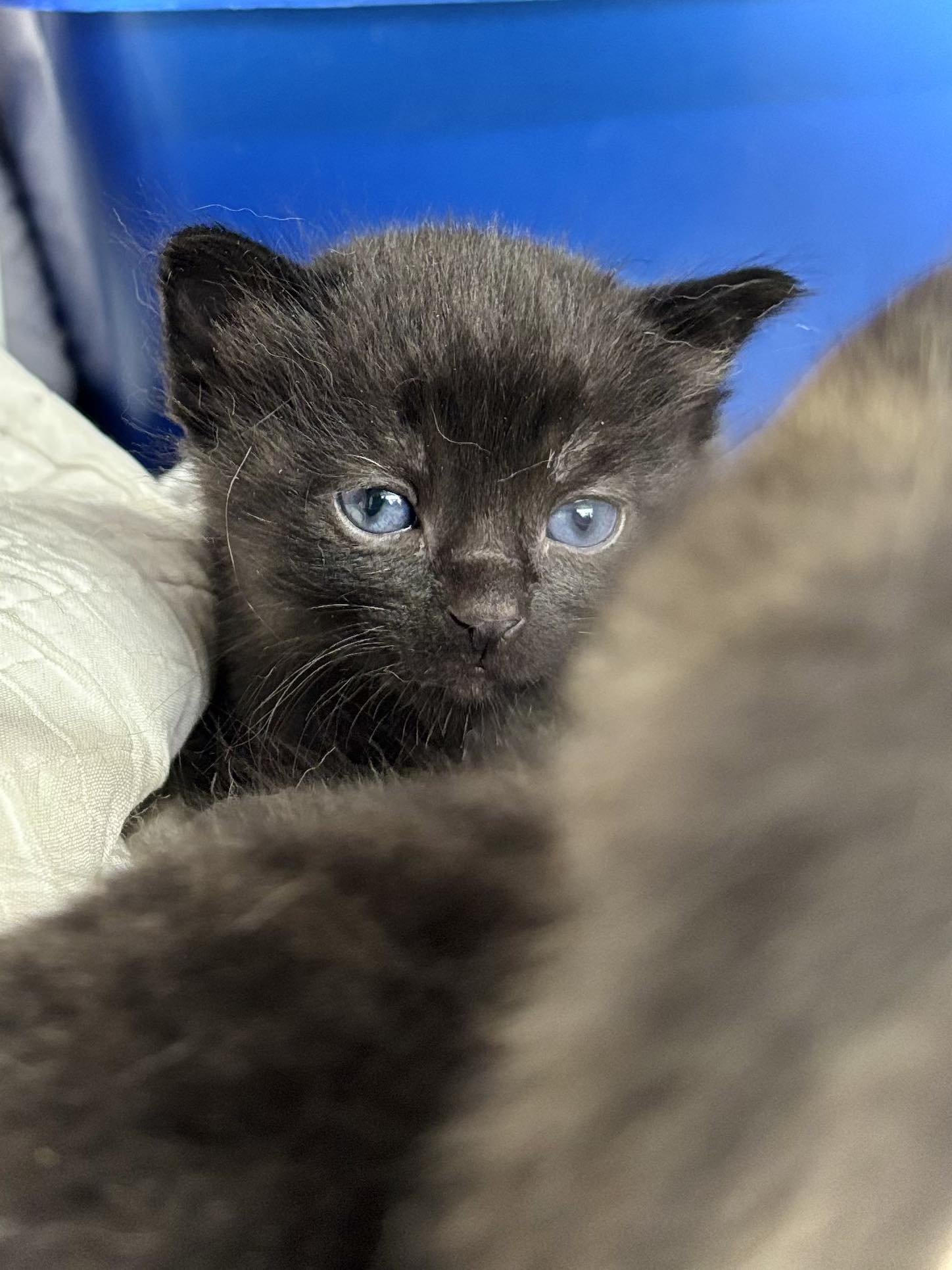 Last - Bloop ♥️ … one of river bottom, momma Serene’s babies — they are ...