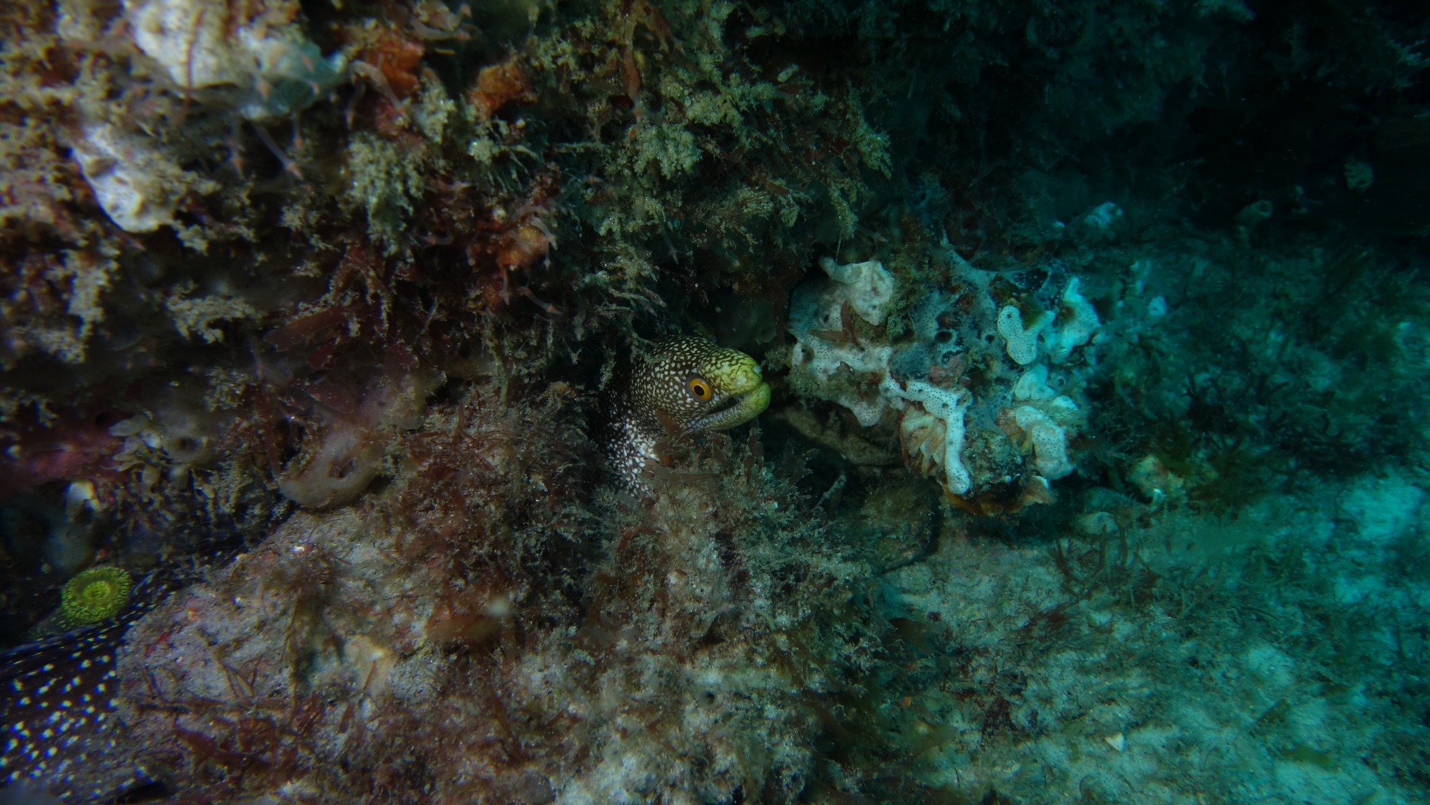 Underwater Research Group of Queensland Inc. (URGQ)