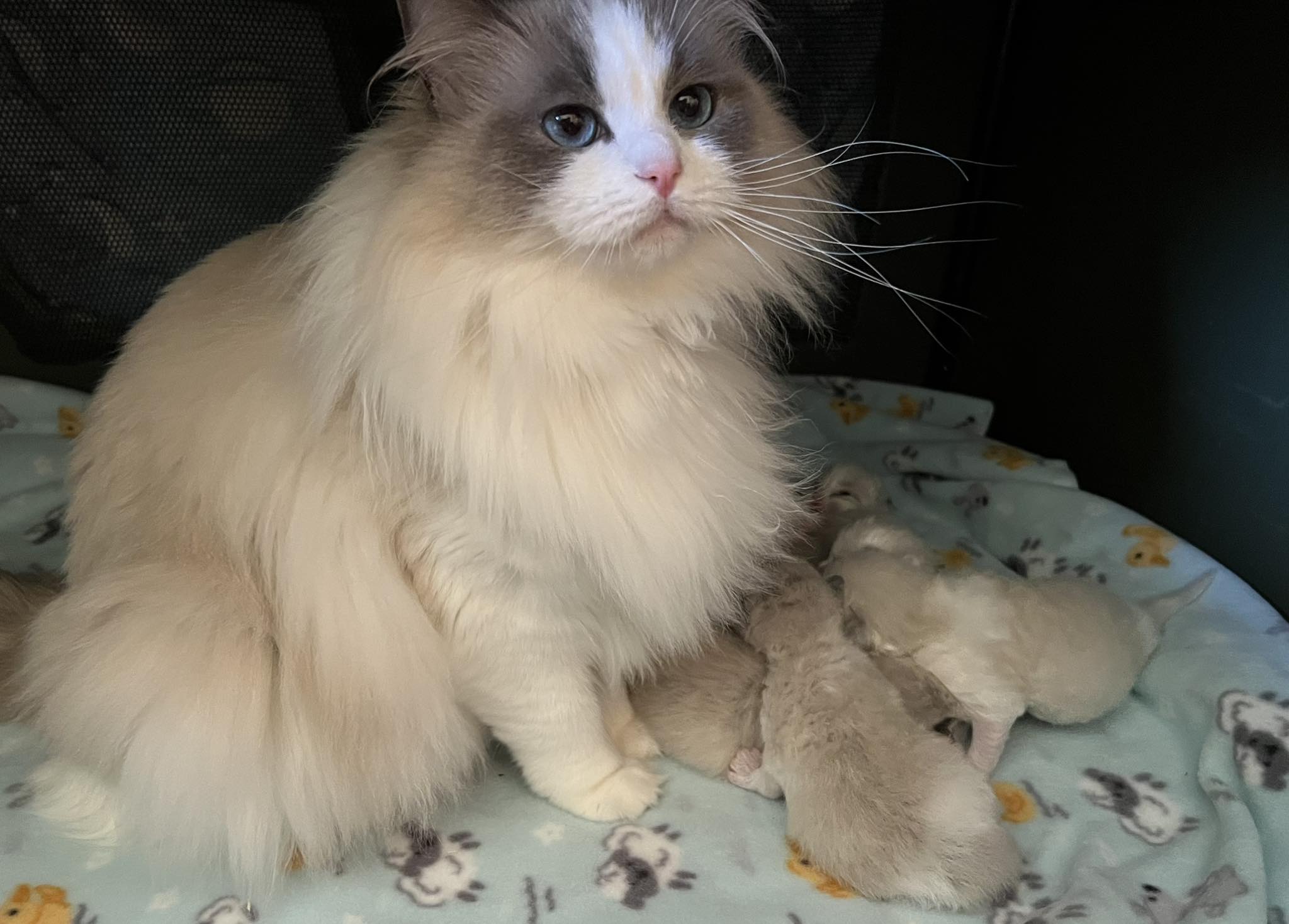 Ring - Blue bicolour mother ragdoll cat, Cupcake with her 6 adorable ...