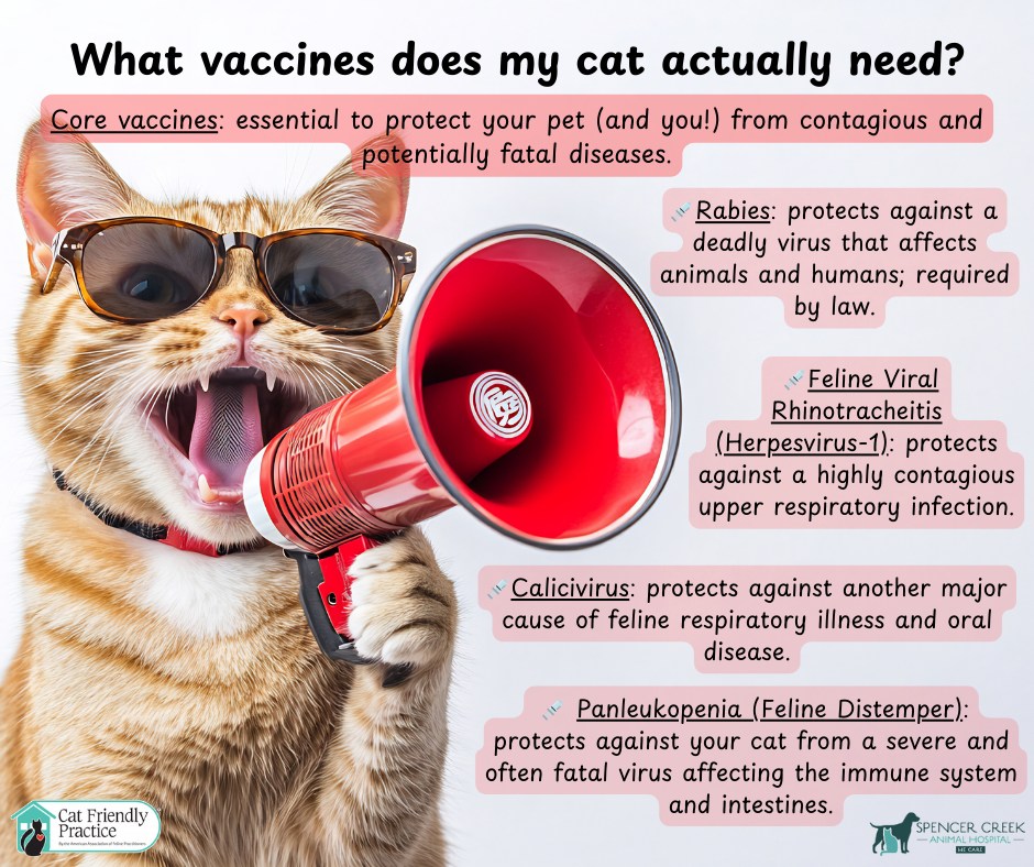 Highly Contagious Diseases Affecting Cats photo