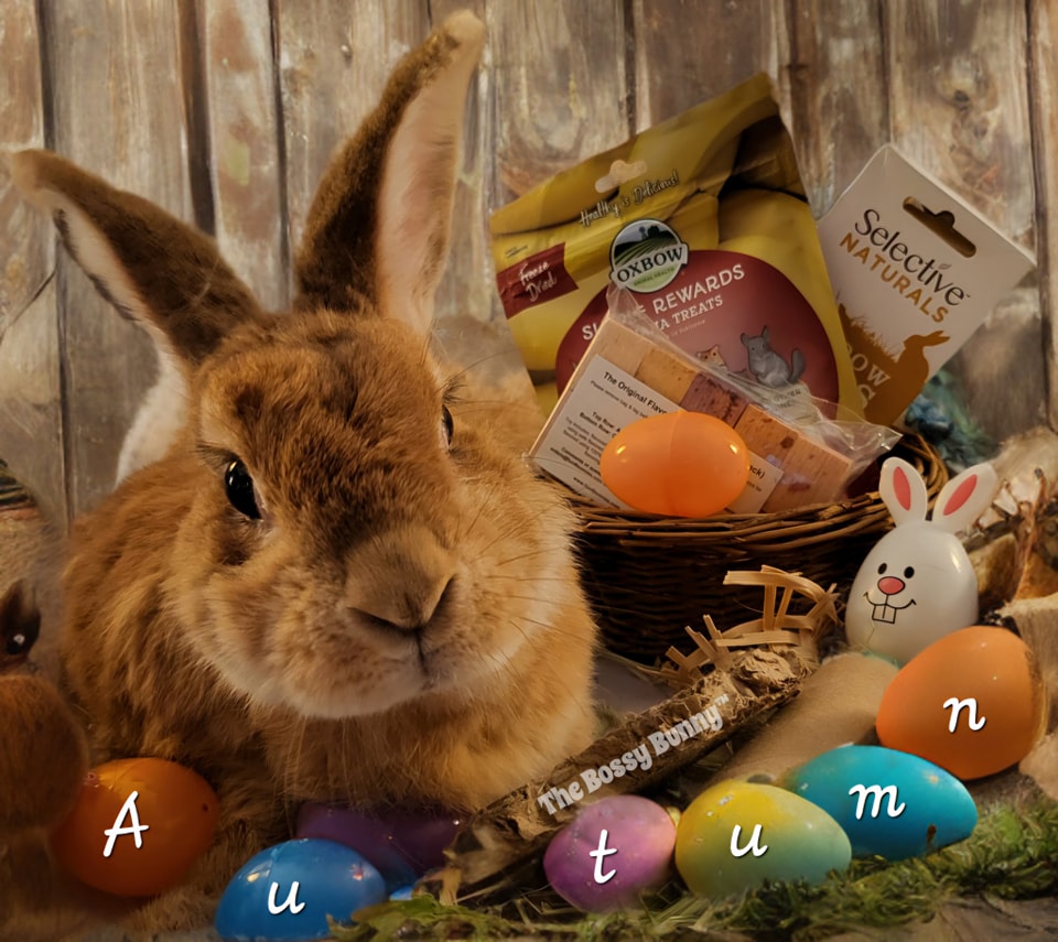 The Bossy Bunny