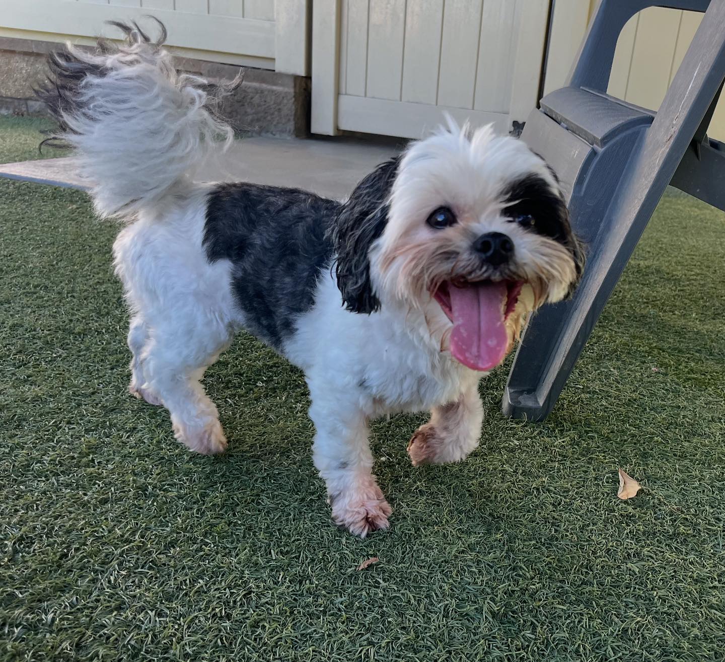 Spring Creek Kennel &... - Spring Creek Kennel & Cattery