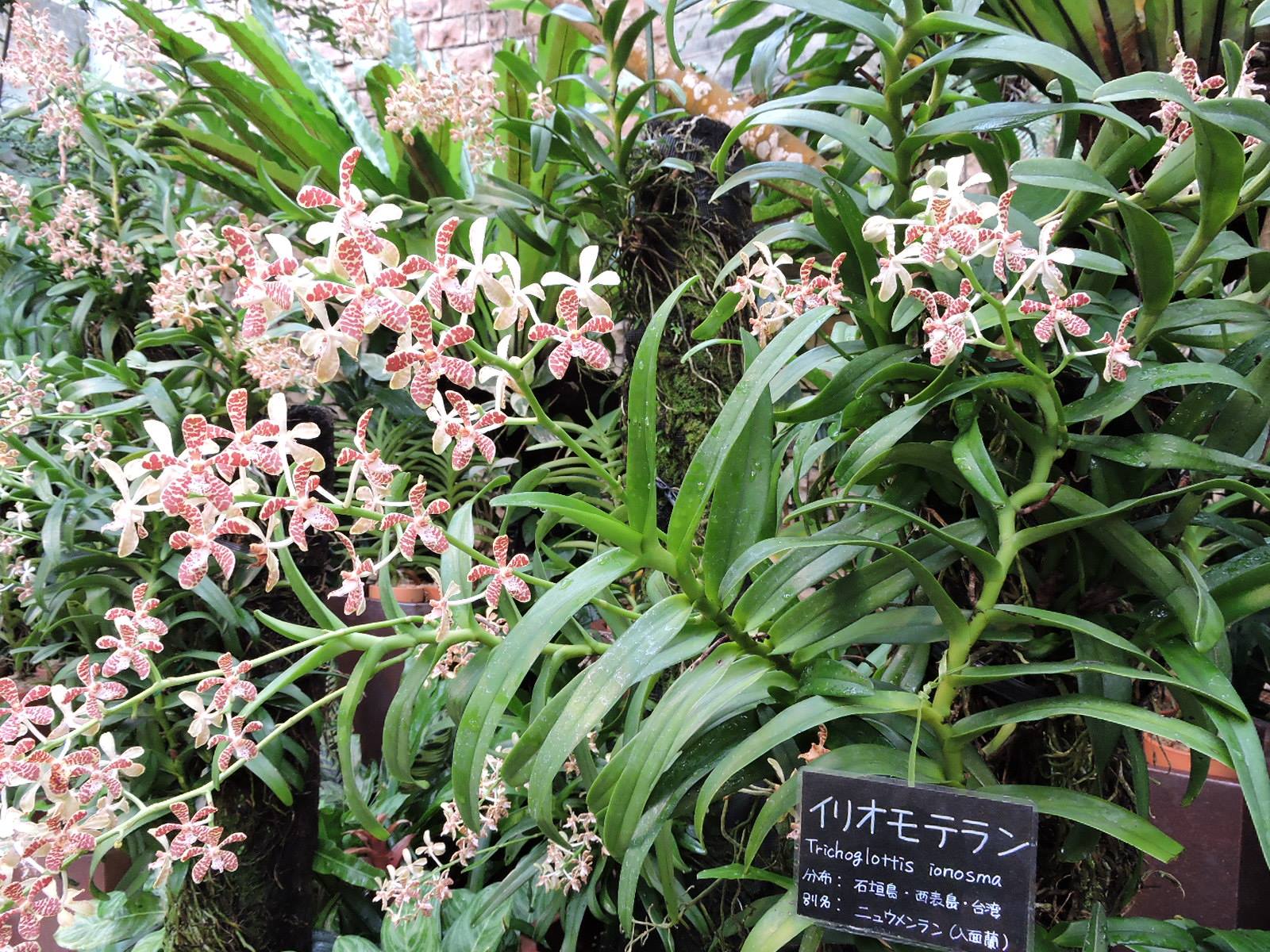 鉢植え 野生蘭 Trgl. luchuensis イリオモテラン ① 山野草