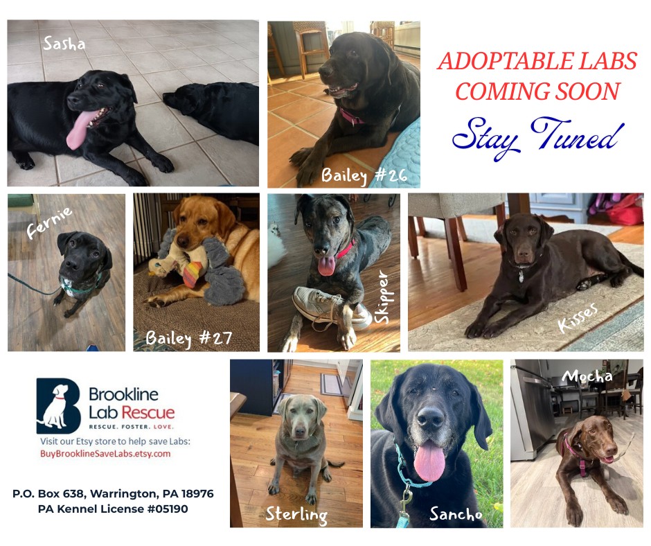 Our “Available Soon”... - Brookline Labrador Retriever Rescue | Facebook