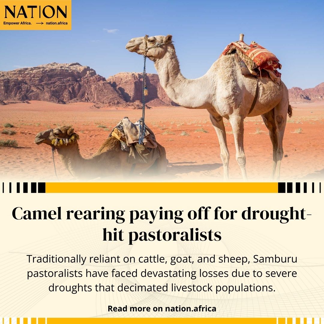 NTV Kenya - Camel rearing produces good returns for drought-stricken ...