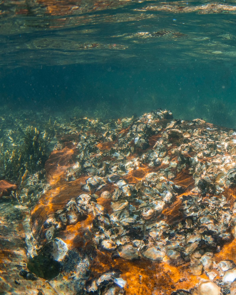 Bush - Did you know oysters are like the trees of the seas? And ...