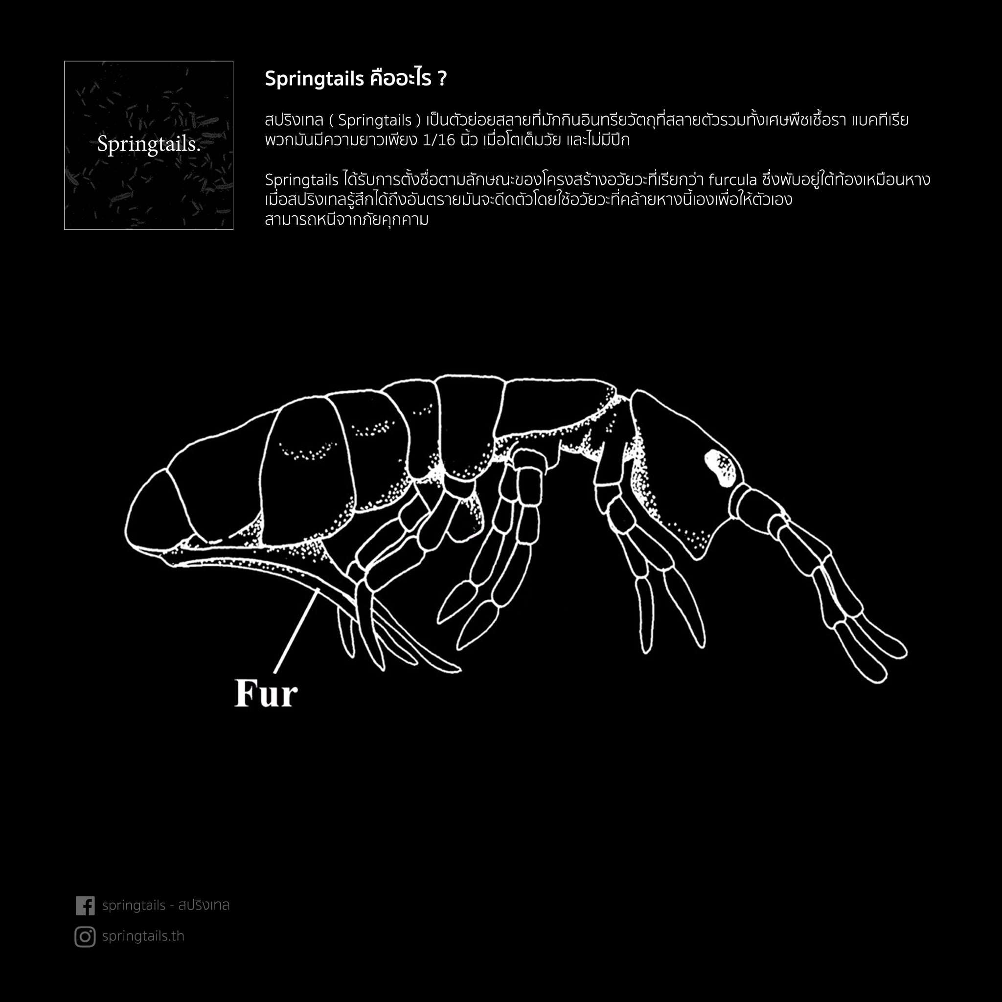 Springtails - สปริงเทล
