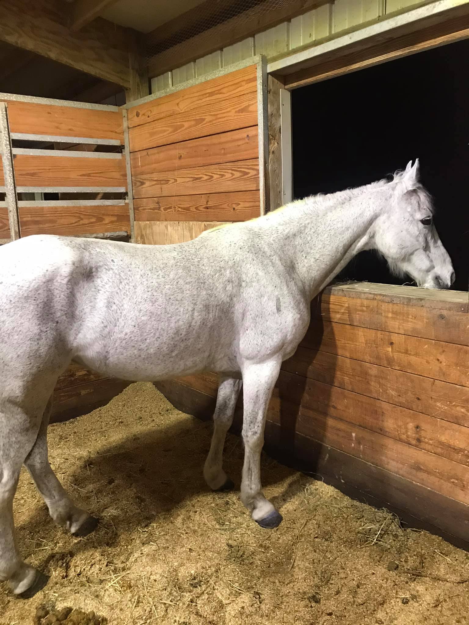 Carlton Street Stables | Baltimore MD