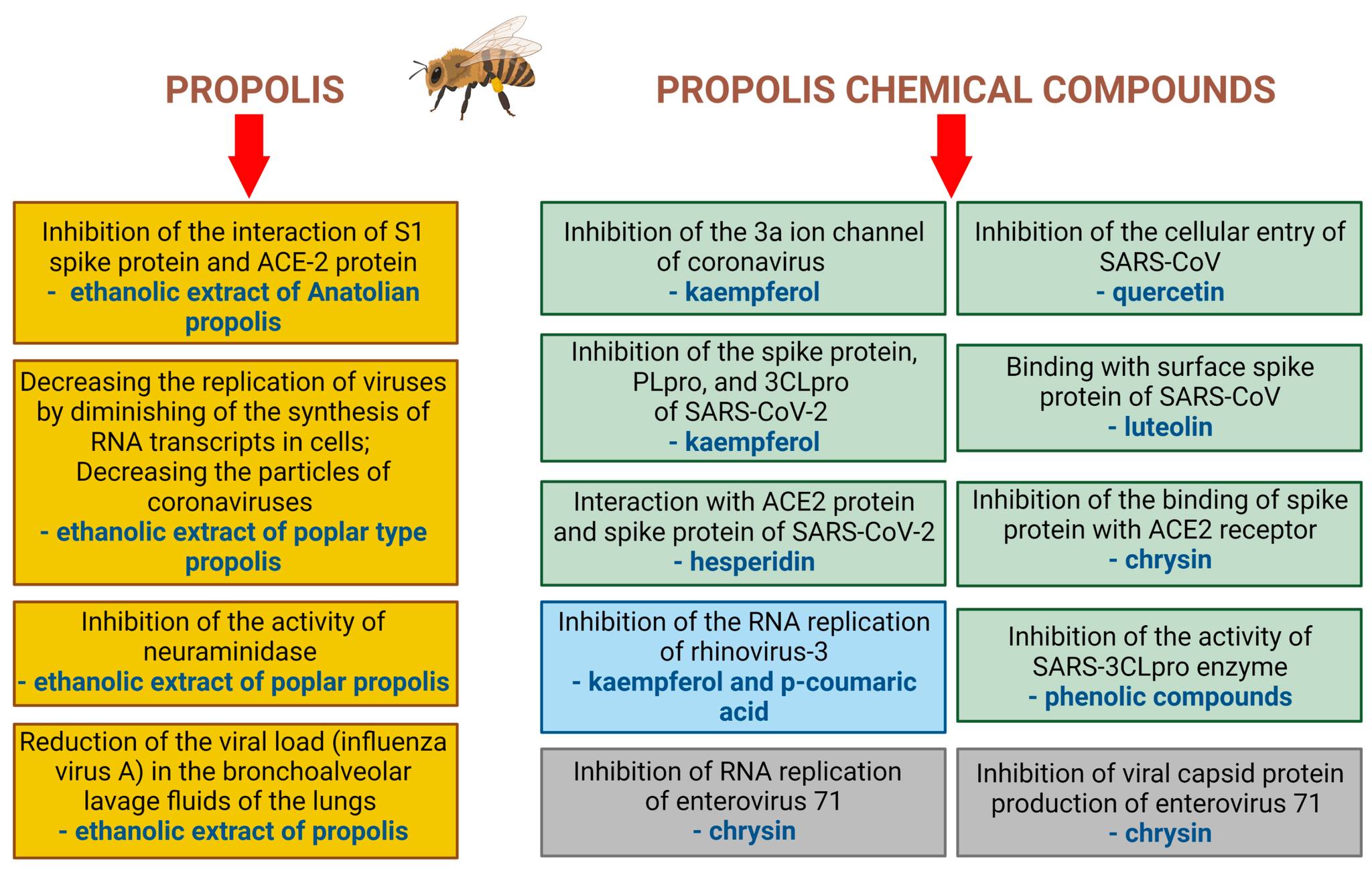 Propolis Science - PROPOLIS FOUND TO PROVIDE SUPPORT FOR KEY AREAS OF ...
