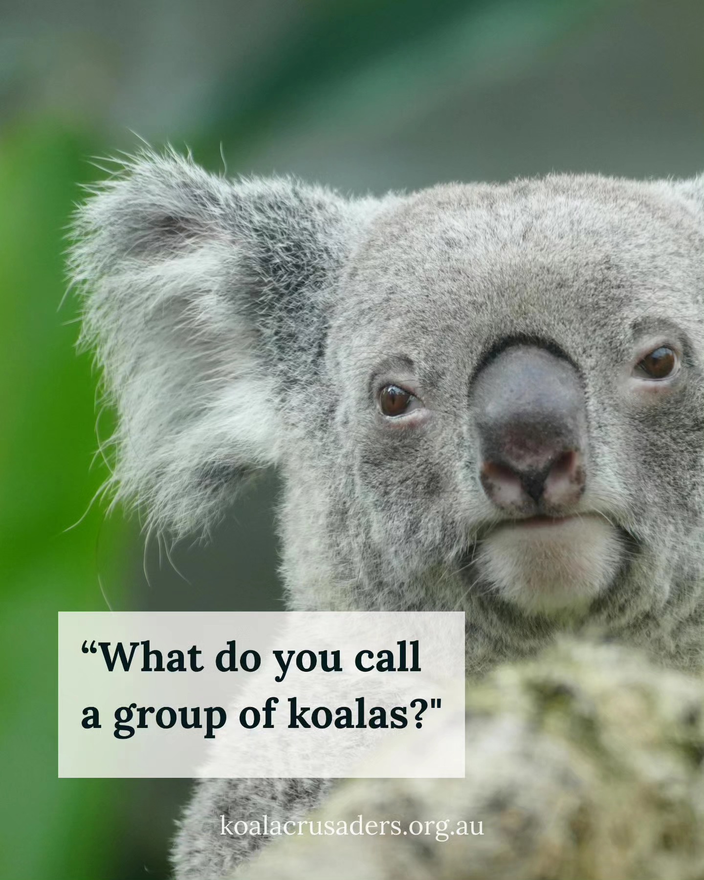 Queensland - What do you call a group of koalas? 🐨🐨🐨🐨🐨🐨🐨🐨 There’s no ...