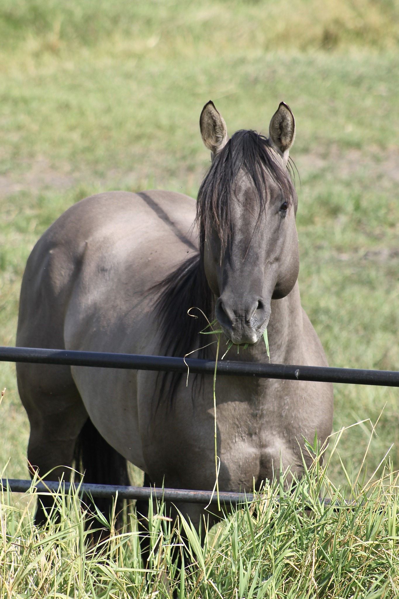 The grass really is greener on... - GoneDun Quarter Horses | Facebook