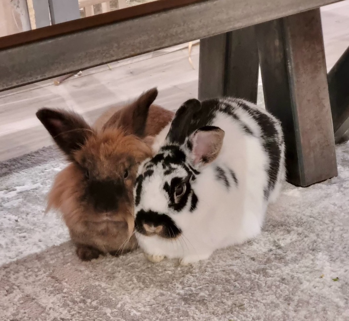 Filey - 🐰 Attention Rabbit Owners: Important RHD2 Update 🐰 A new ...