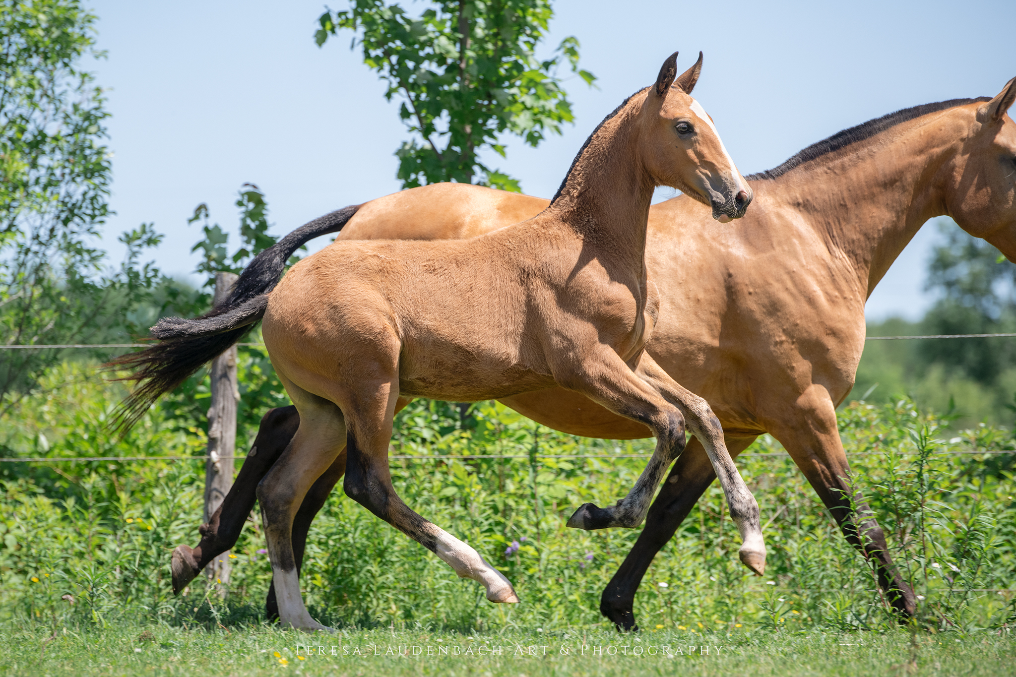 Introducing the one year-old filly Valquiria MVL, already with