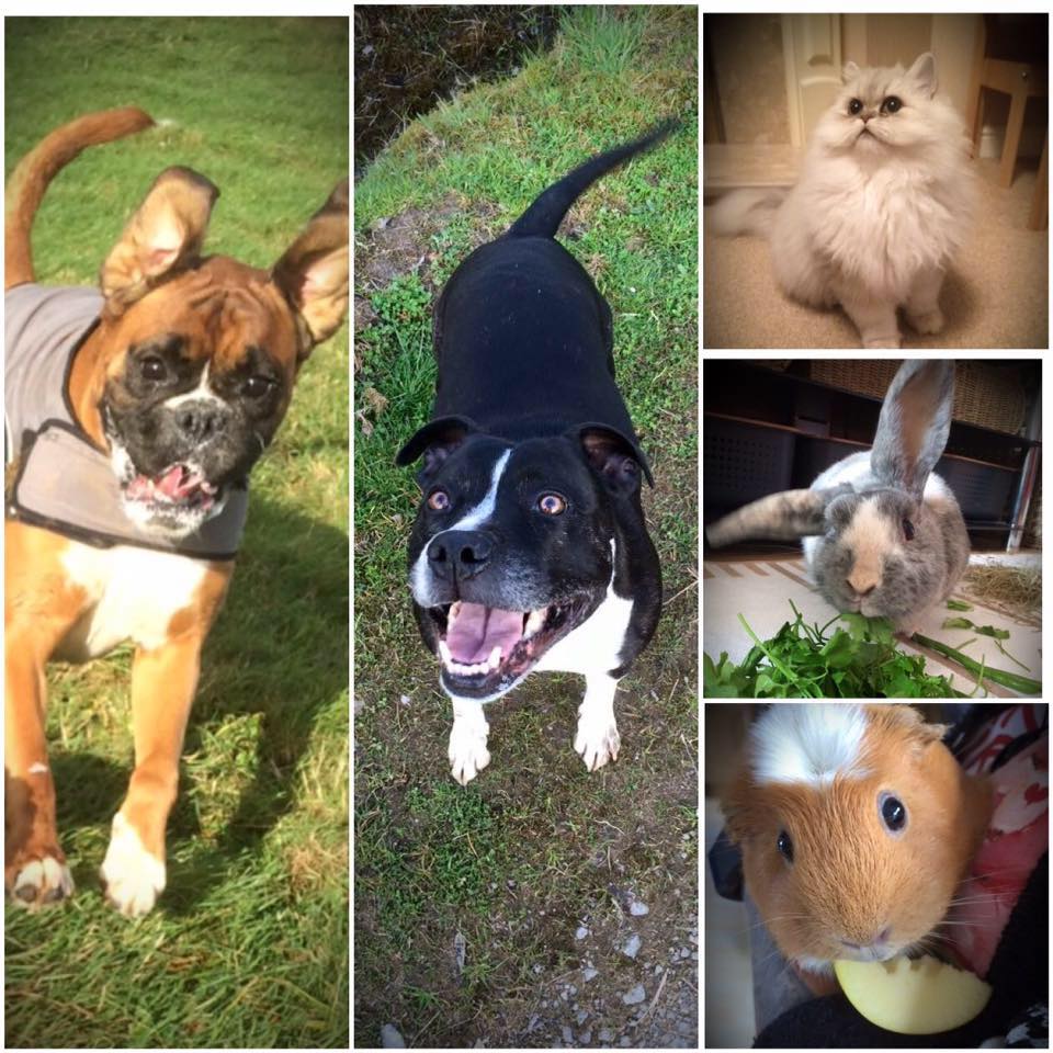 Merlin Pet Services | Llanharan