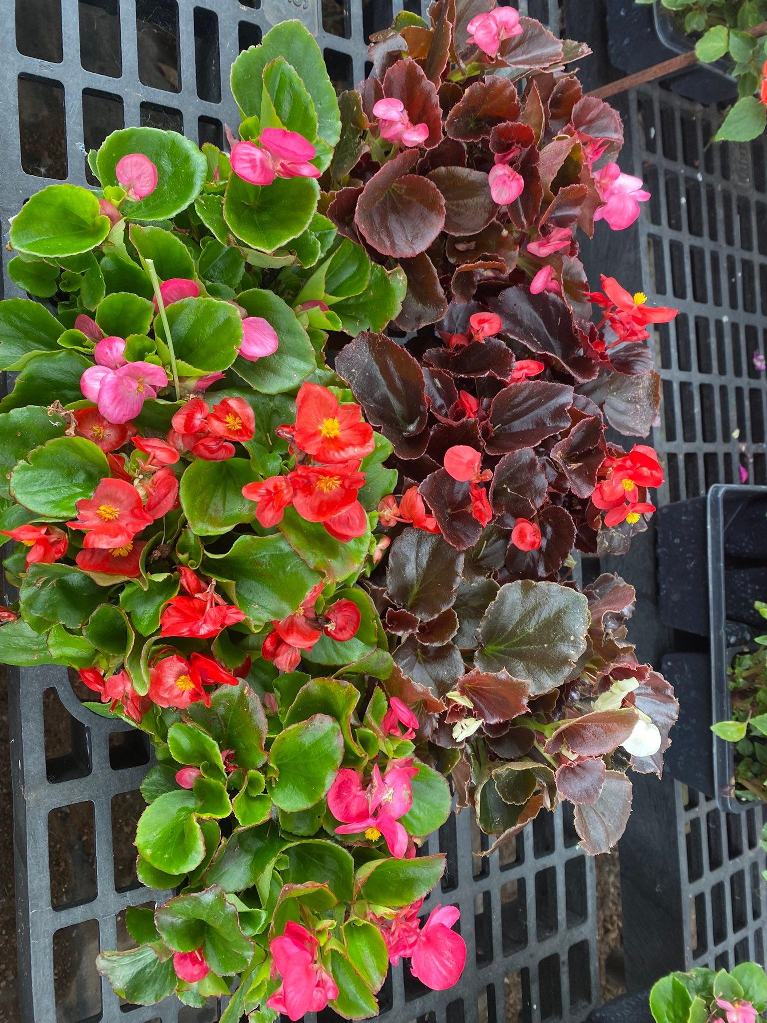 Berry - Wax Begonias. They like shade, but can handle some sun. The
