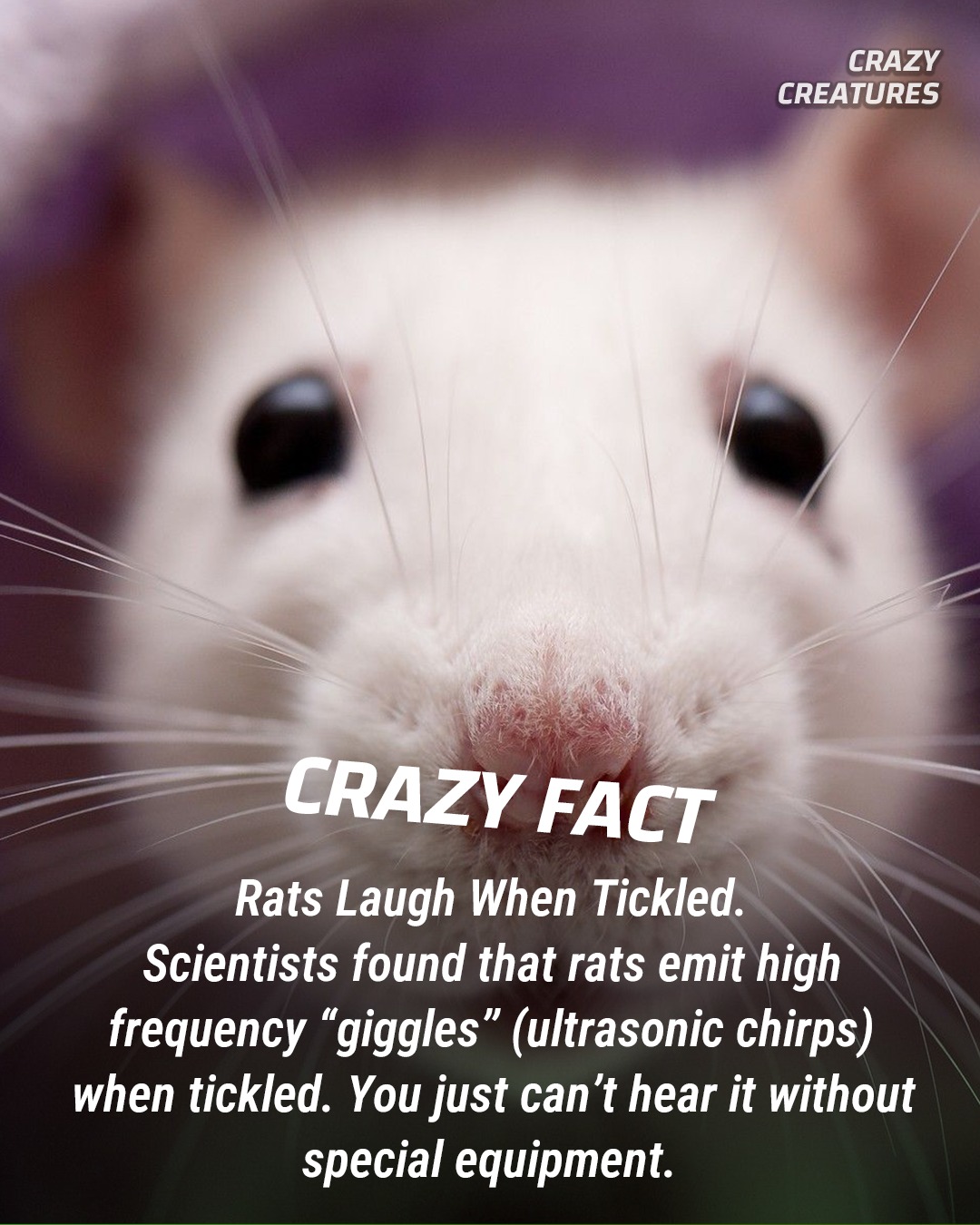 Crazy - And they make great pets too! #CrazyCreatures # ...