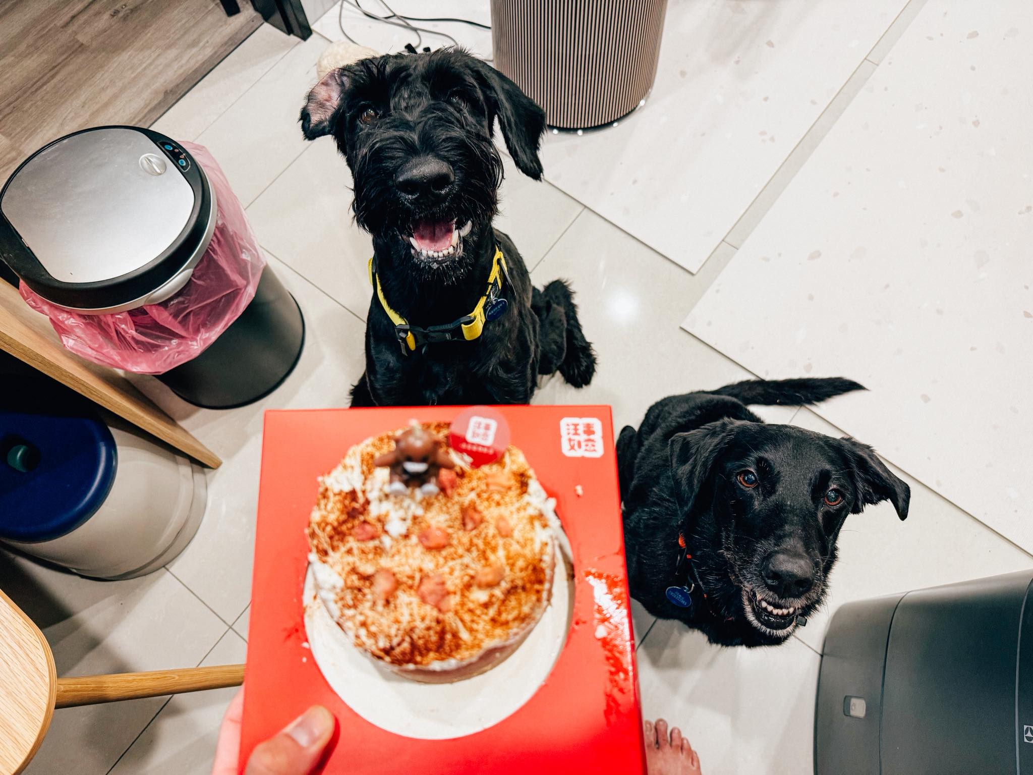 Tyfd-K9桃園搜救犬隊 - Happy birthday ！！ 烏米生日快樂！！ | Facebook