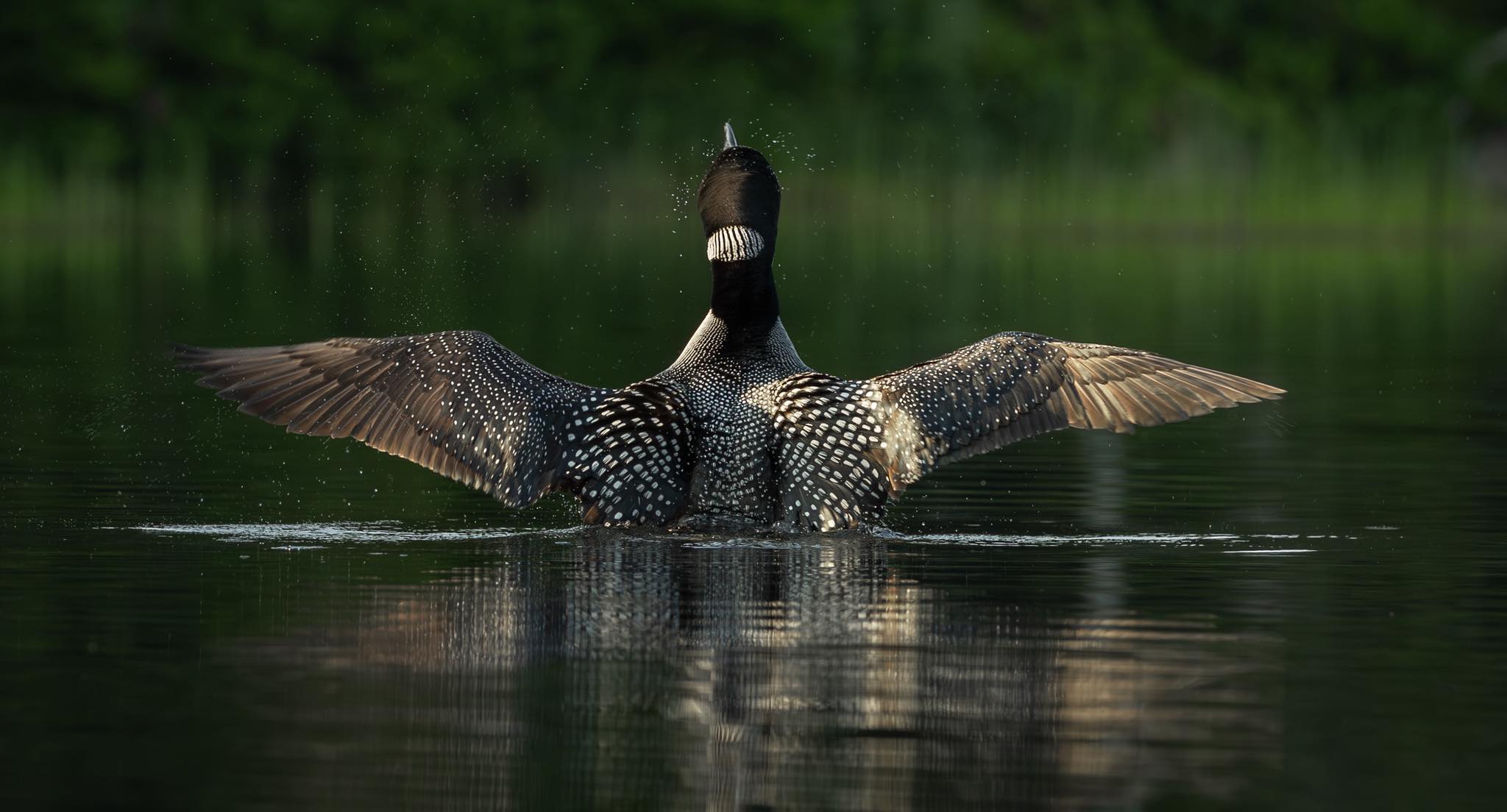 Common loon flapping its wings