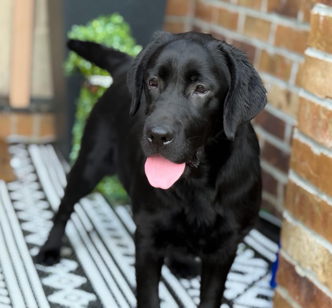 Cadron Ridge Labradors added a... - Cadron Ridge Labradors