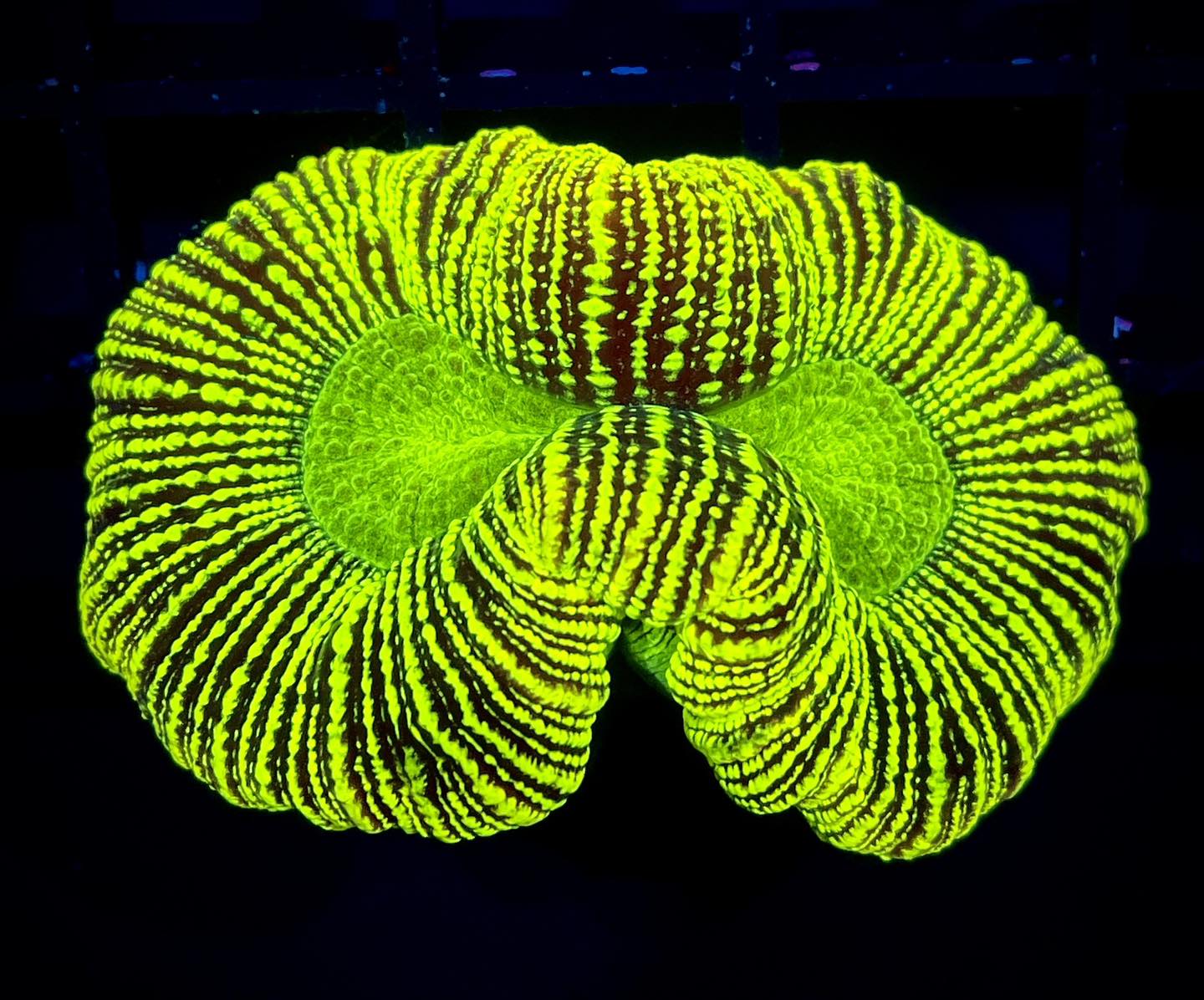 ModernAquati - ModernAquatix.com - Saltwater Aquarium Store