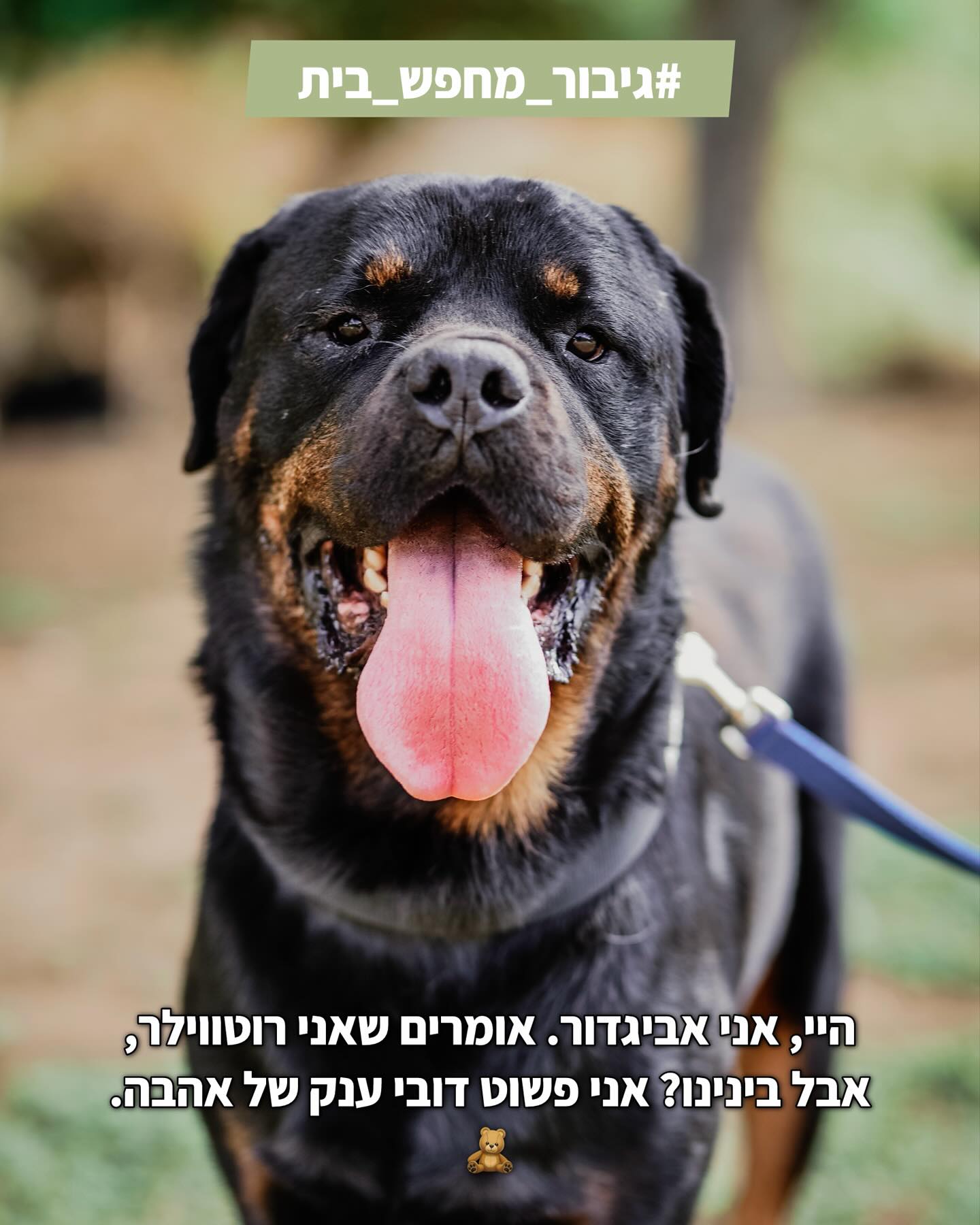 היי, אני אביגדור 👋 אני רוטווילר, בערך בן 6. יש אנשים שרואים אותי ...