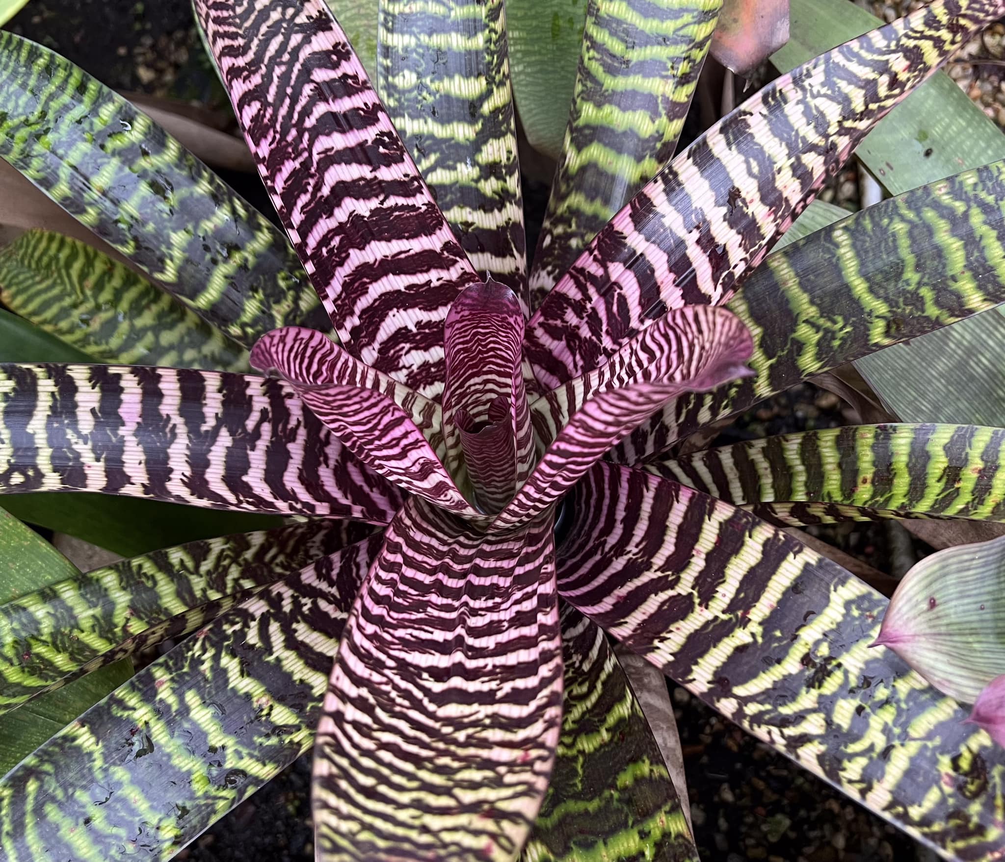 Shiigi's Vriesea Kilauea Dragon ,more color every day.