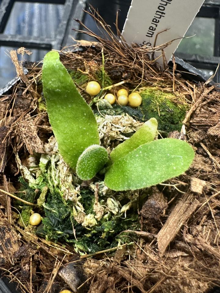 P.willinckii cv Dwarf photharam sporling Little fern garden 2025