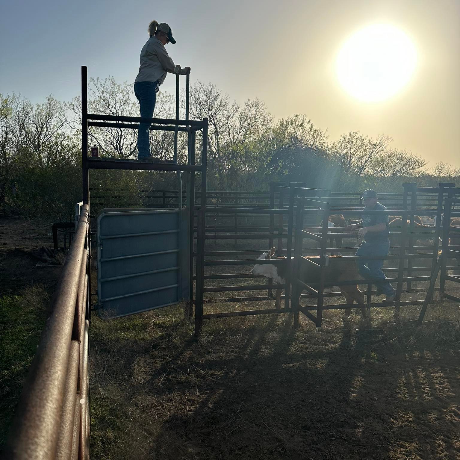They’re starting to get after it!! | Bar M Ranch | Facebook