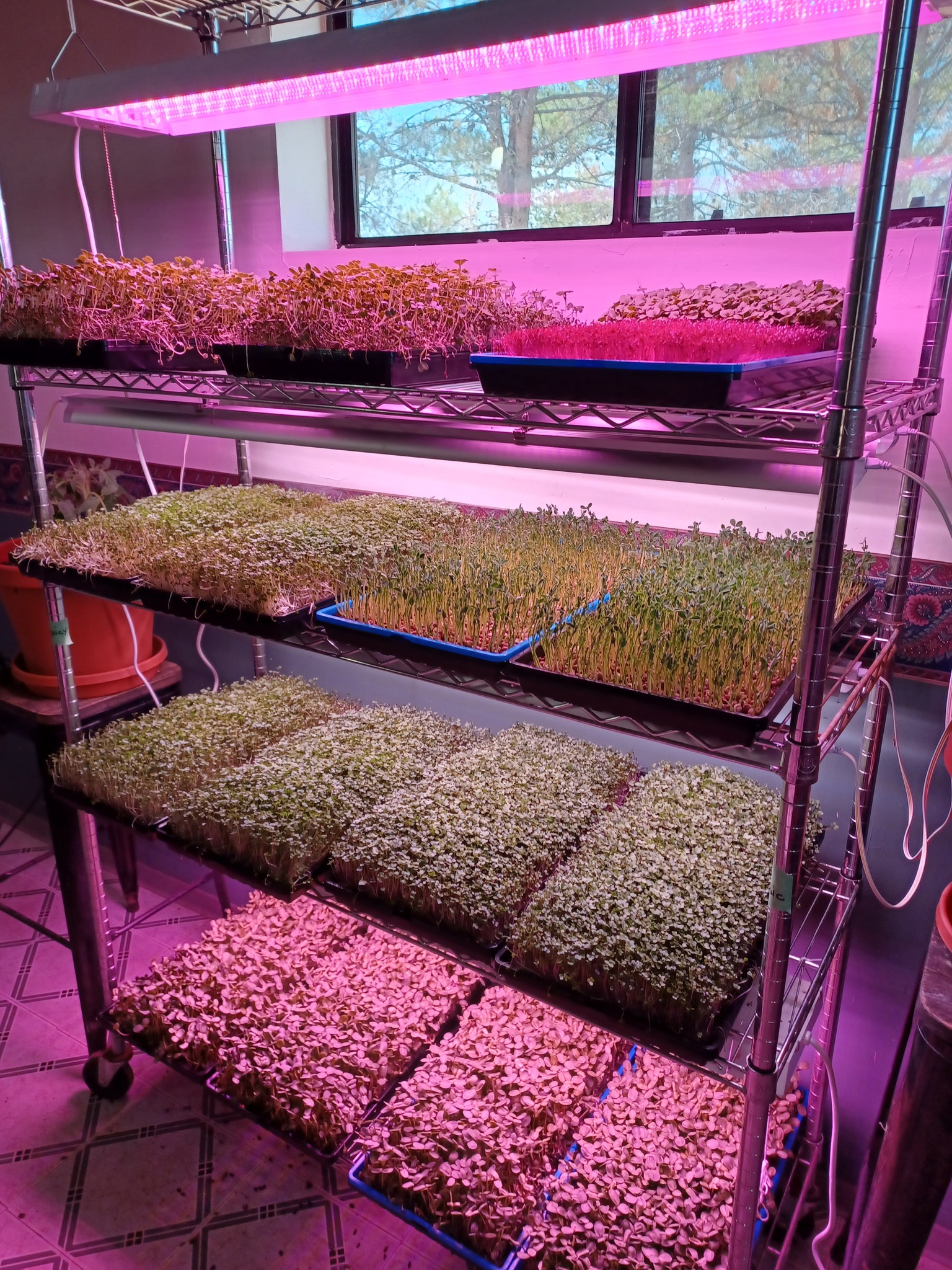 Fellowship Farm Microgreens... - Fellowship Farm Microgreens